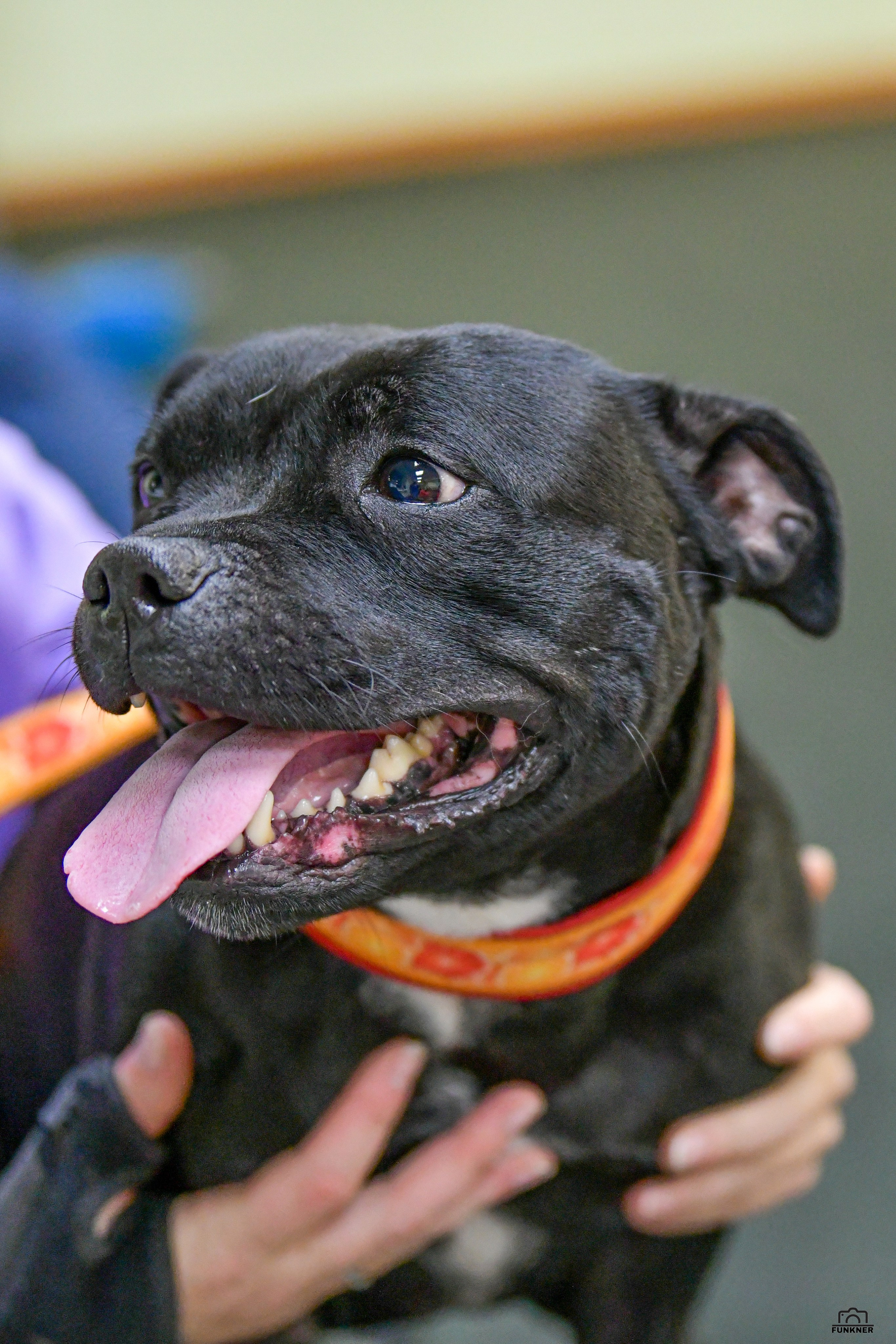 Кинологический клуб «Бодрый хвост». Свой взгляд через объектив