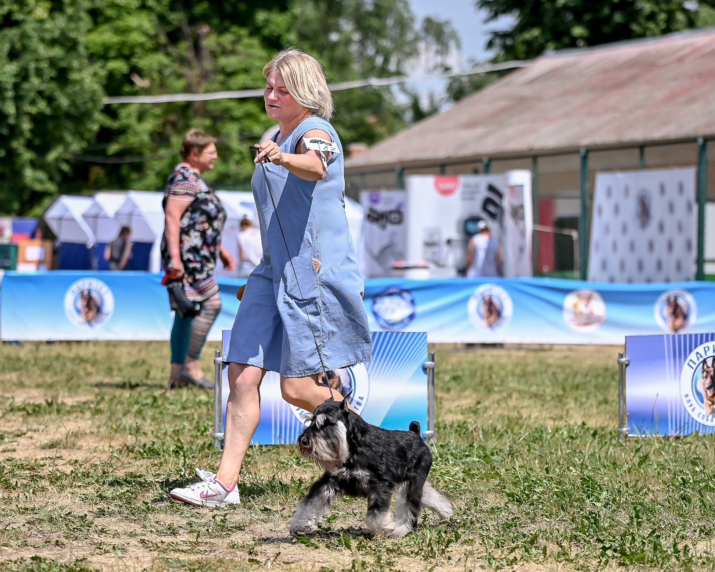 Оскар/Delinso Balance Zaffiro. Питомник цвергшнауцеров в Беларуси «Делинсо Бэлэнс»