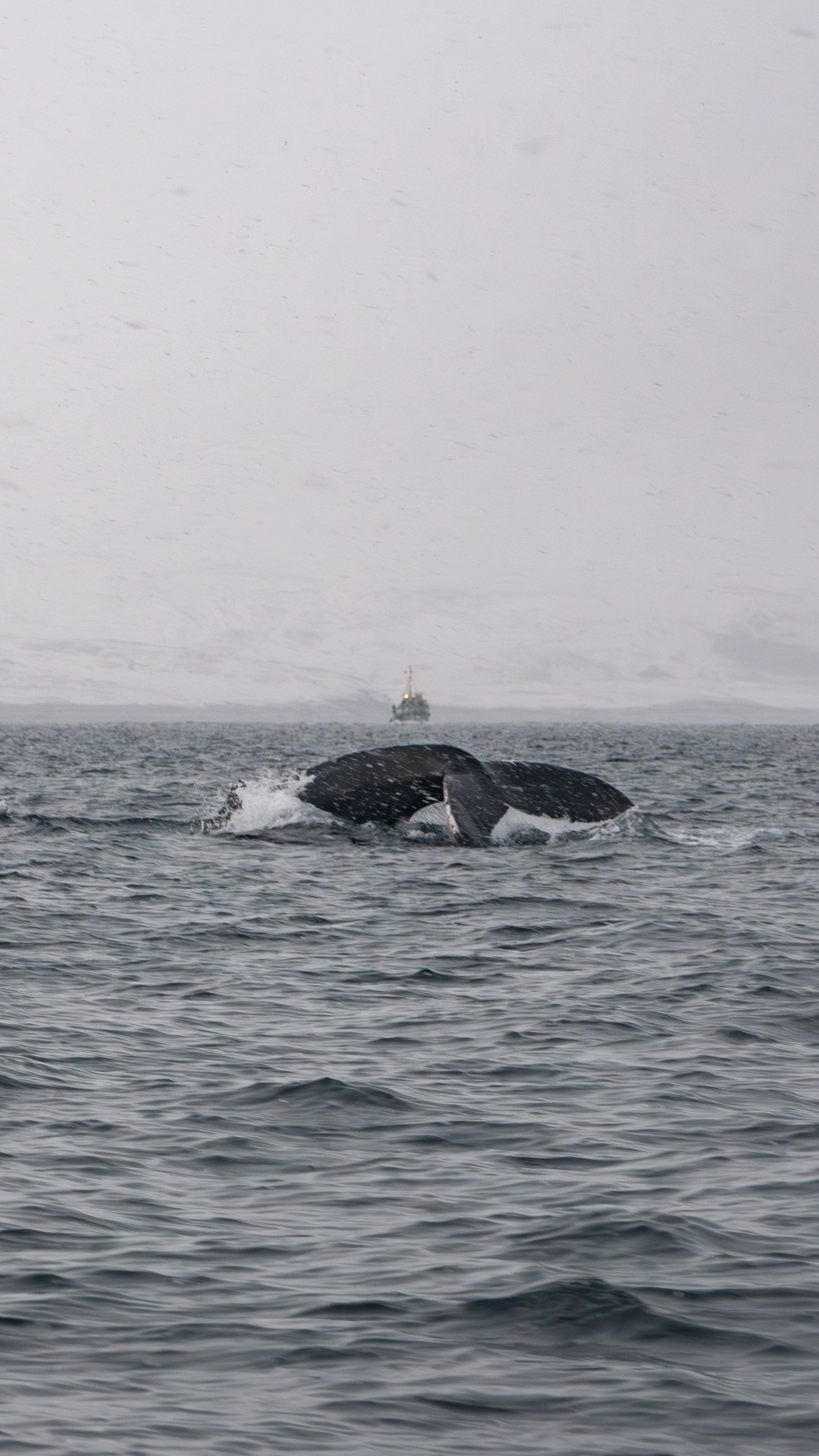 Дикий животный мир. Daria wanderer photography