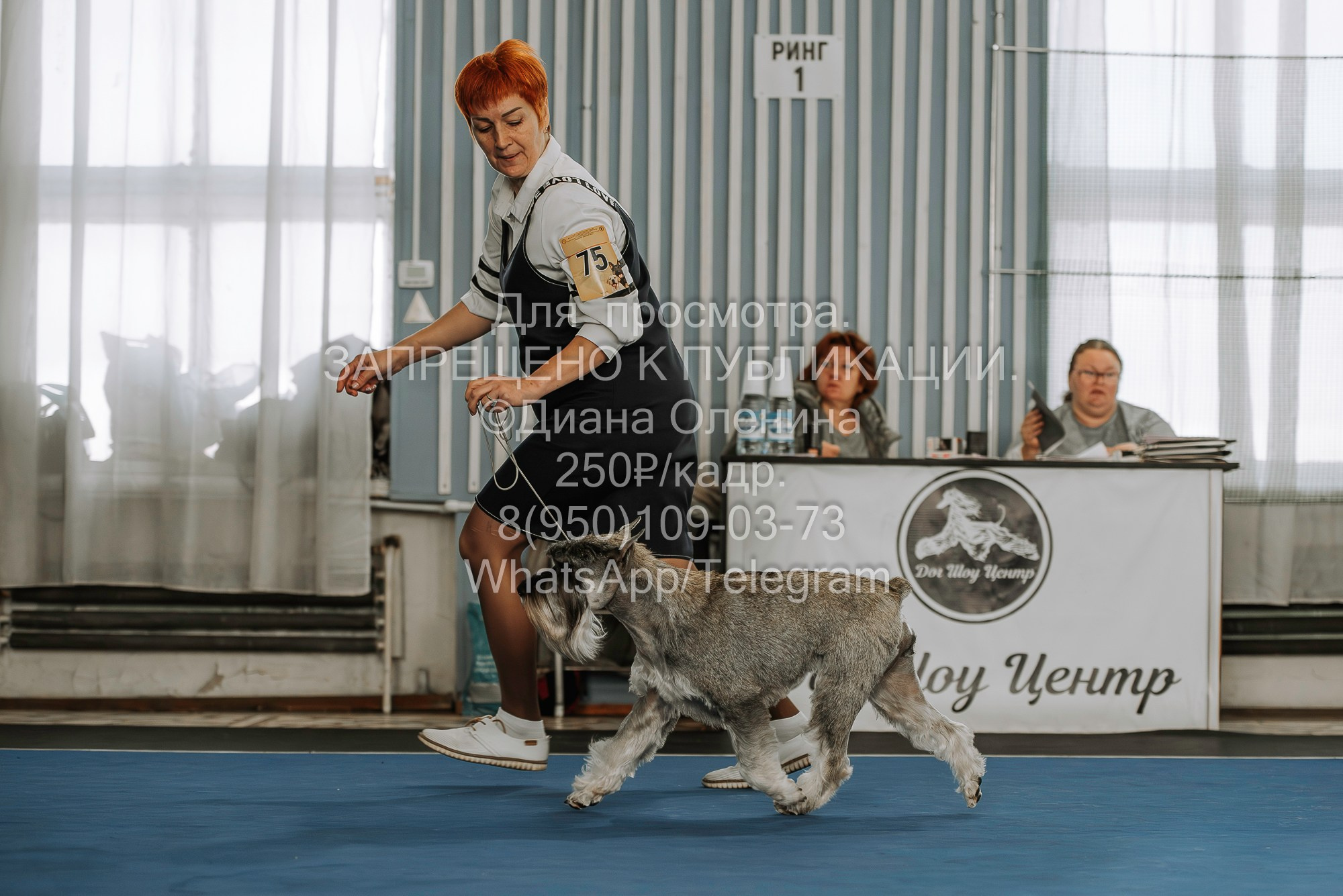 Выставка собак Красноярск 29.10.2023. Фотограф Диана Оленина Красноярск / Братск