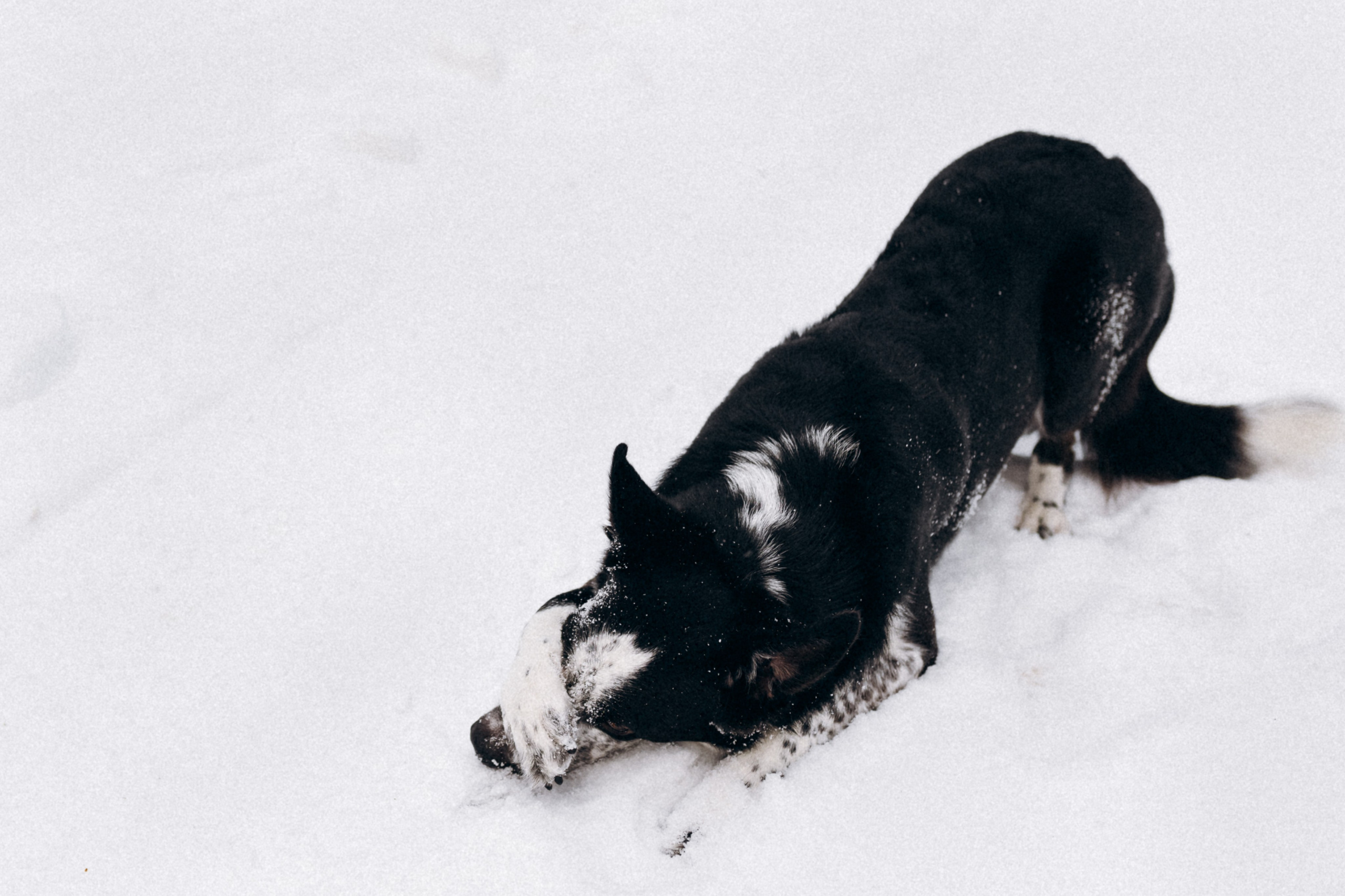 Аня и Милан. Фотограф анималист в Москве Ольга Агушева