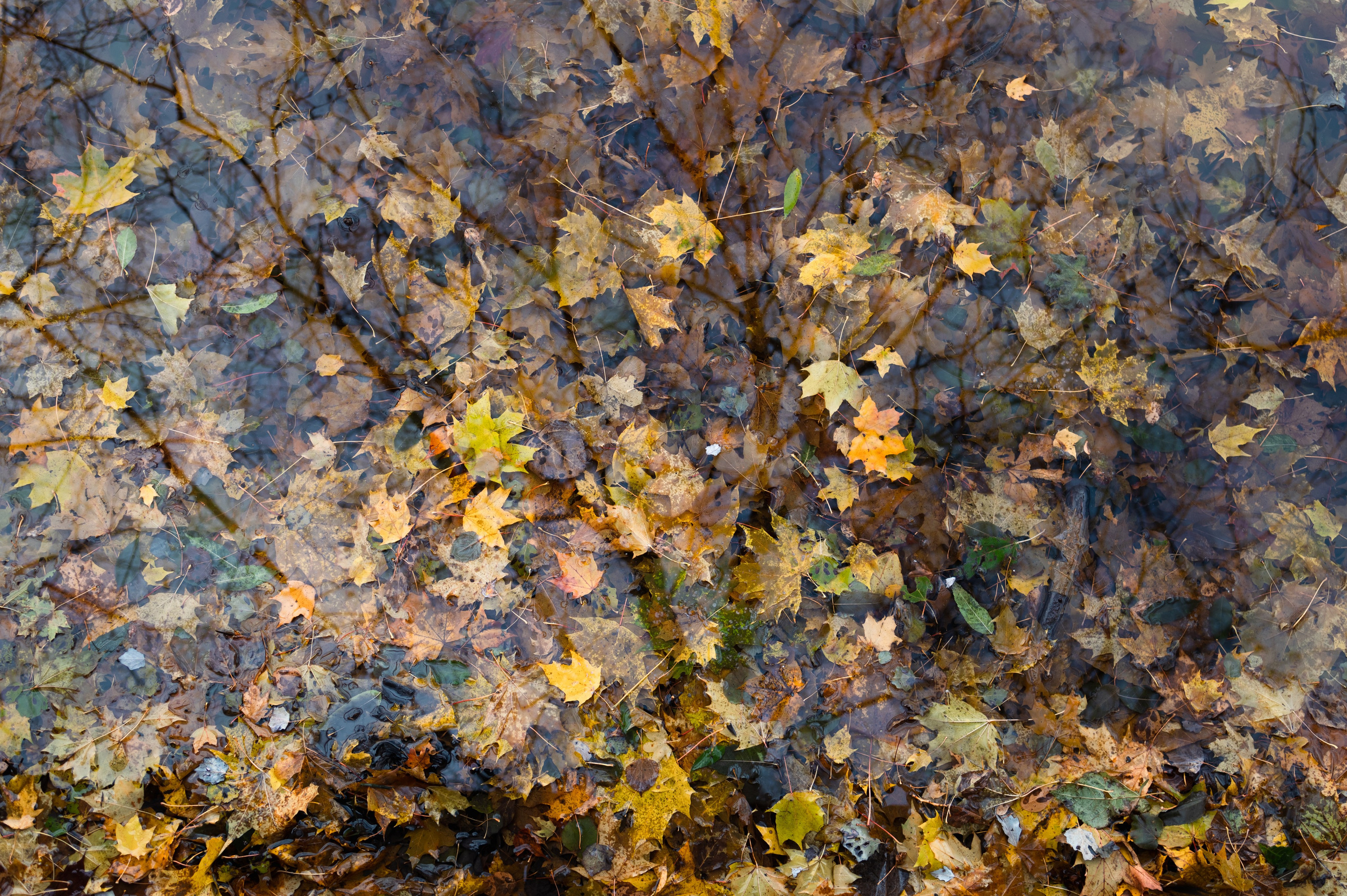 20231031 Нескучный сад. Дмитрий Ремизов. Фотография, как хобби