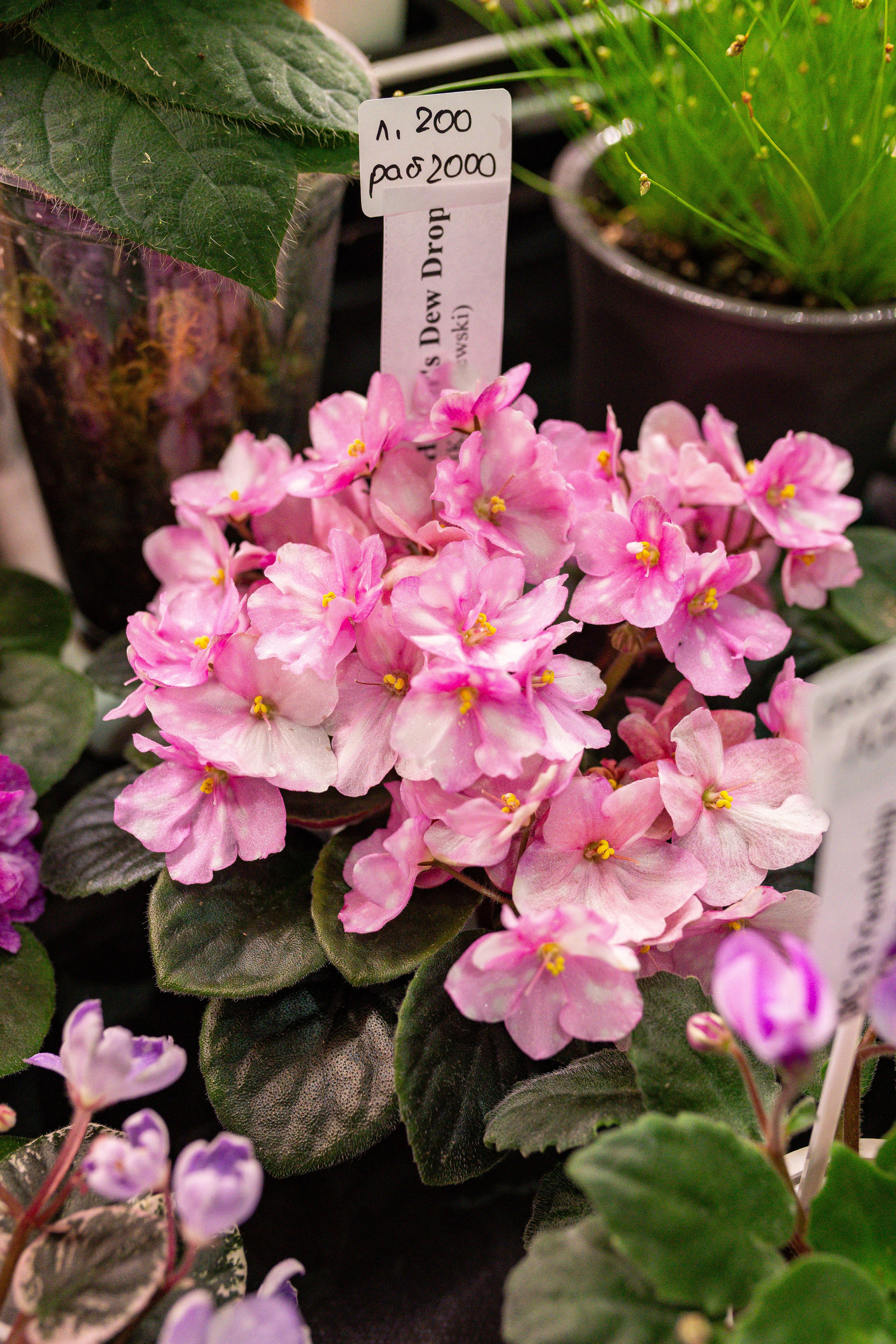 Монстериум 11–12 октября. Александра Куликова фотограф, Москва