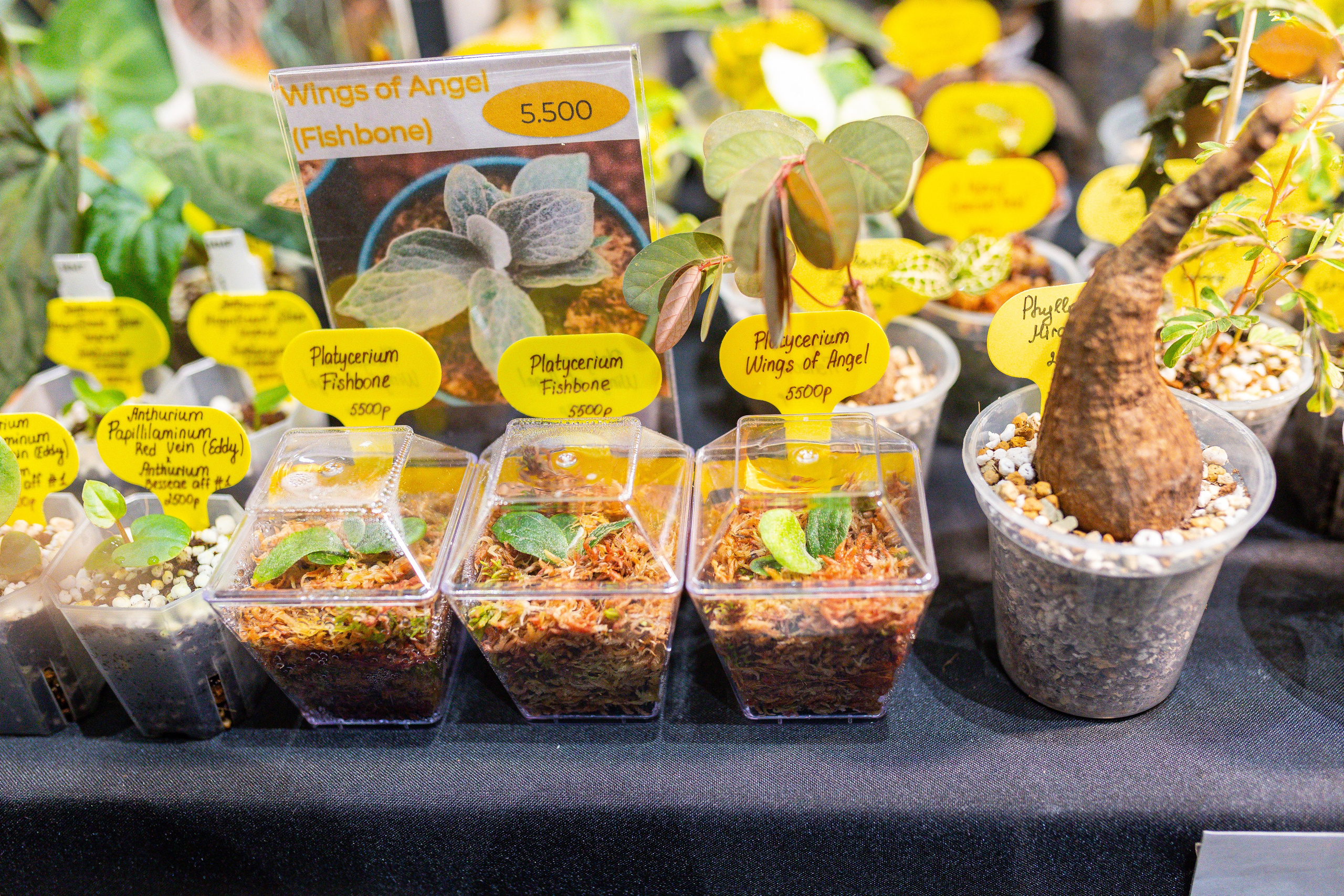 Монстериум 11–12 октября. Александра Куликова фотограф, Москва