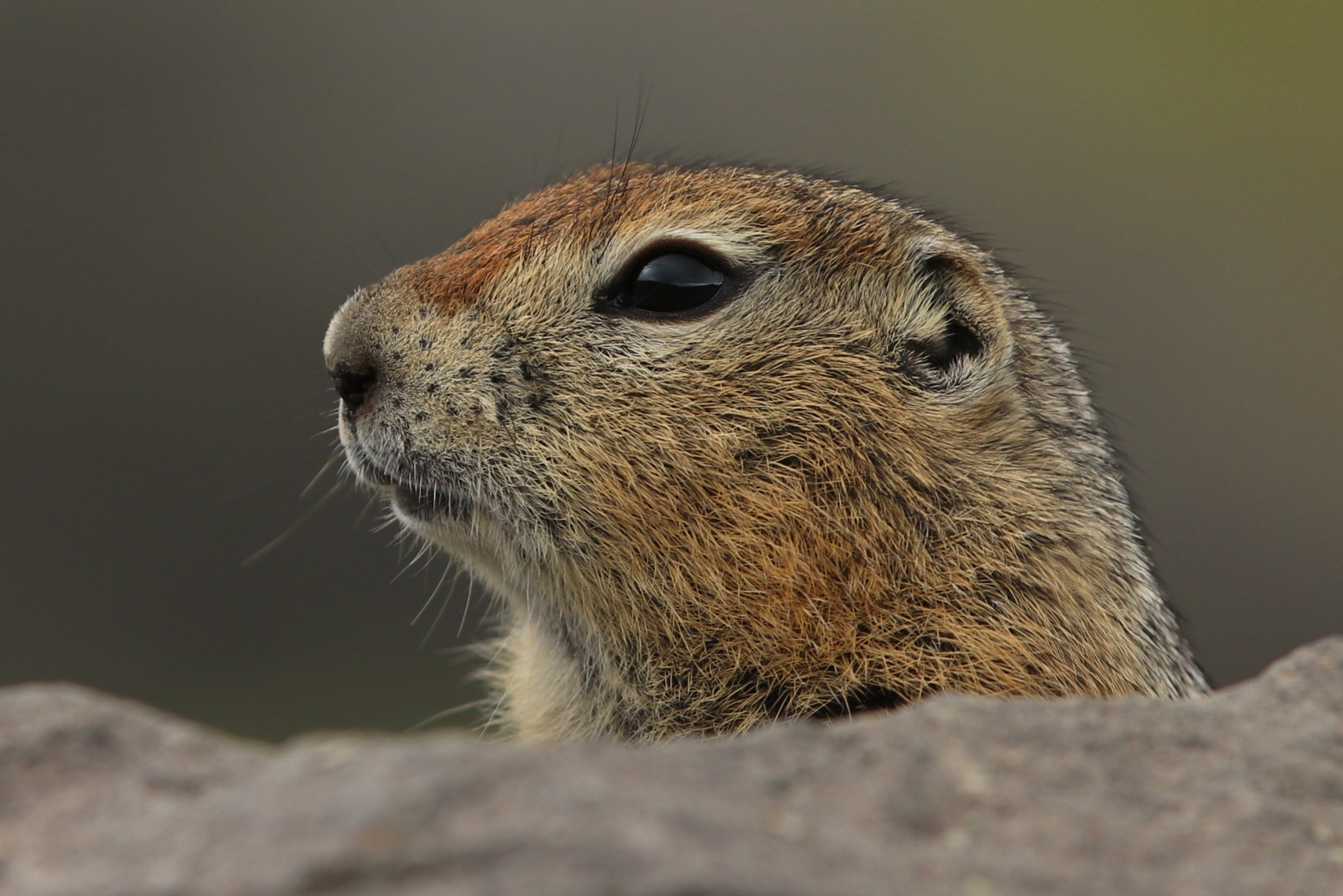 Камчатка и о. Парамушир. Июль 2024. Путешественник-фотограф из Санкт-Петербурга Татьяна Свистулина