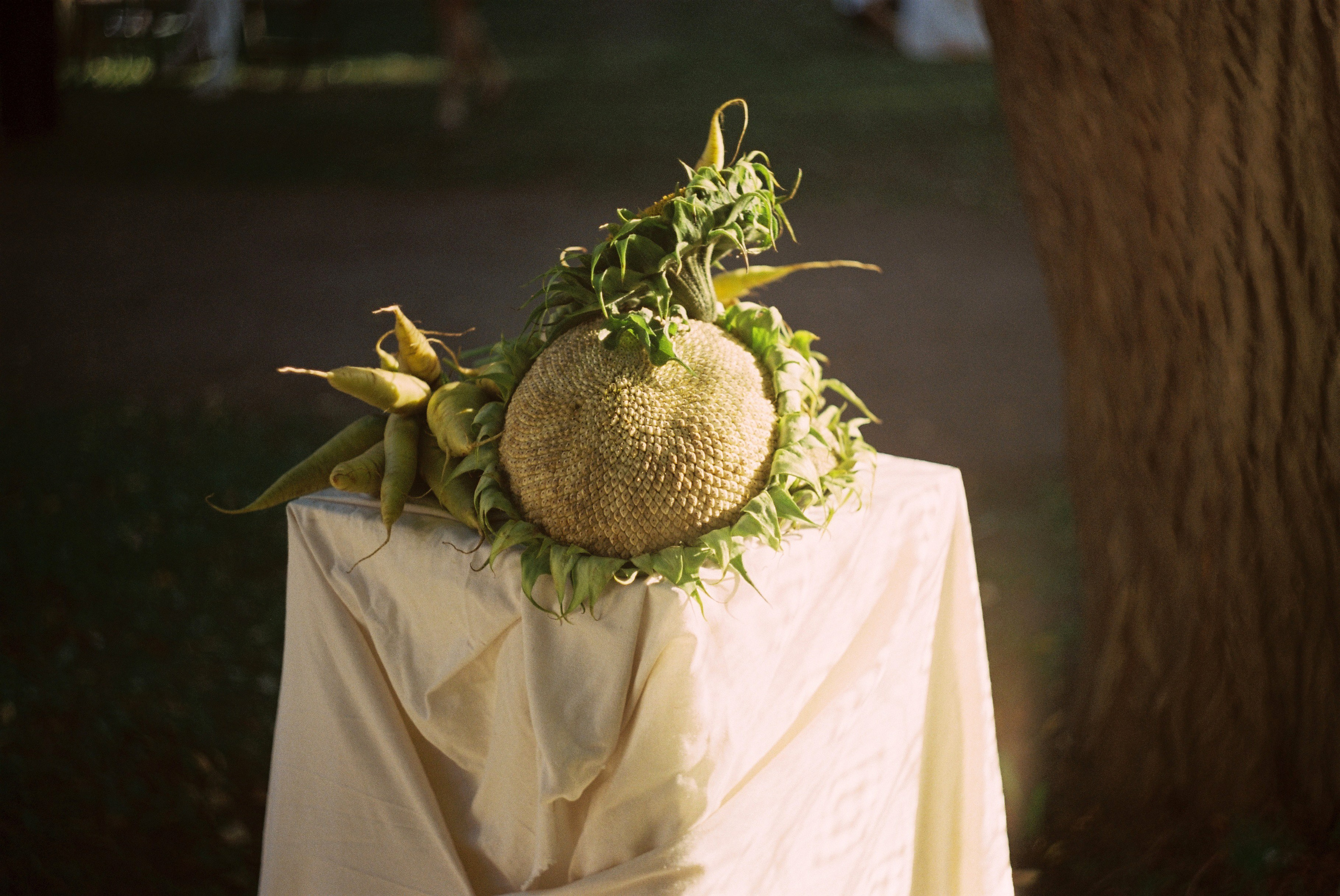 Книжный сад | 2025. Портретный и репортажный фотограф Настя Куприянова