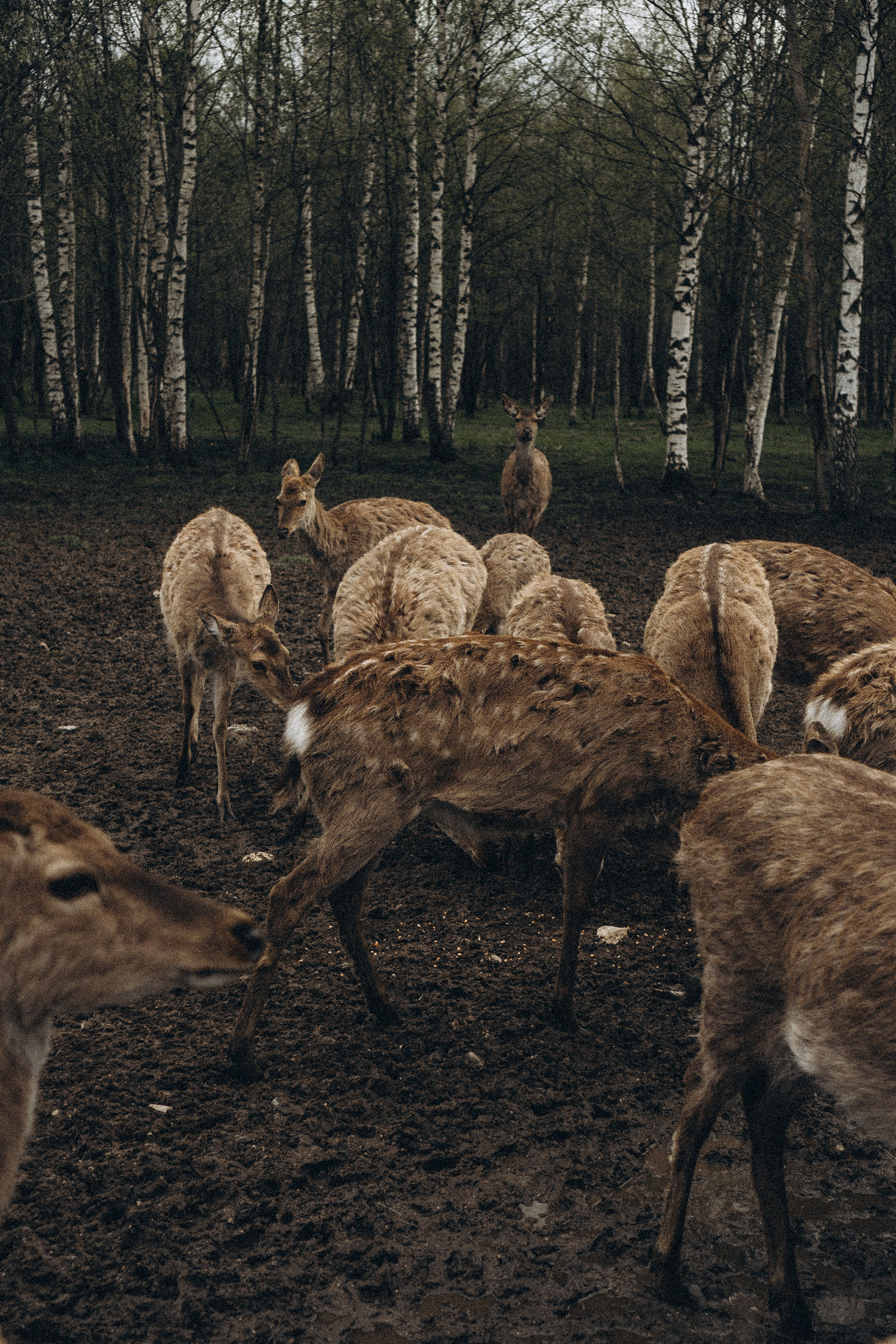 ОЛЕНЬЯ ФЕРМА В ТВЕРИ. Профессиональный фотограф, Санкт-Петербург — Виктория Богомолова