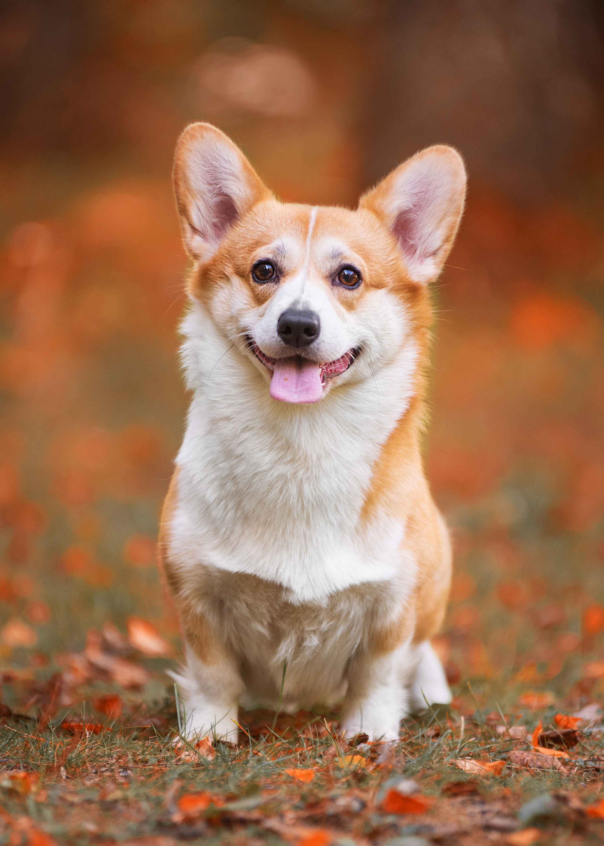 Осень с рыжими собаками. Дог-фотограф в Тюмени Александра Королева
