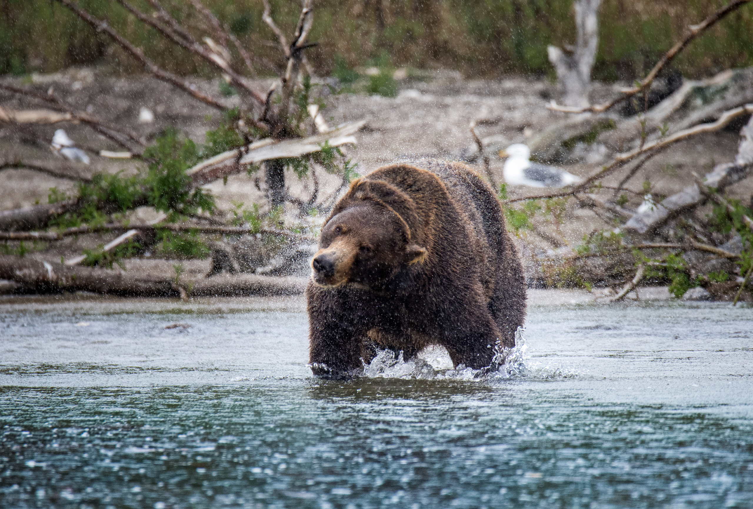 Время Камчатки: чтобы найти свой путь, нужно скорость умножить на время