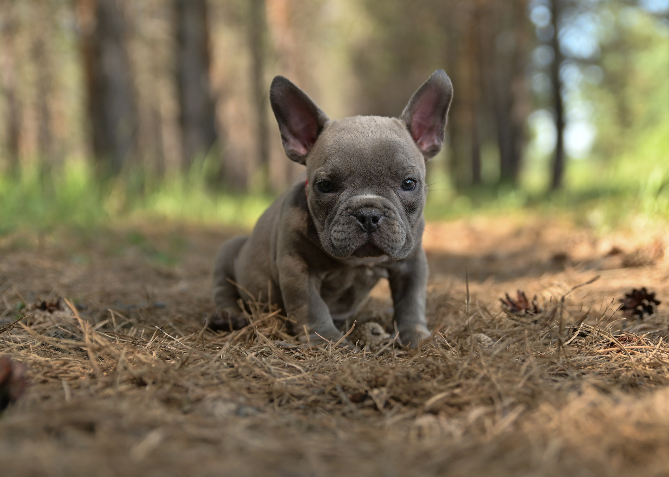 Свободные щенки Американский Булли в Иркутске. Питомник собак Иркутск