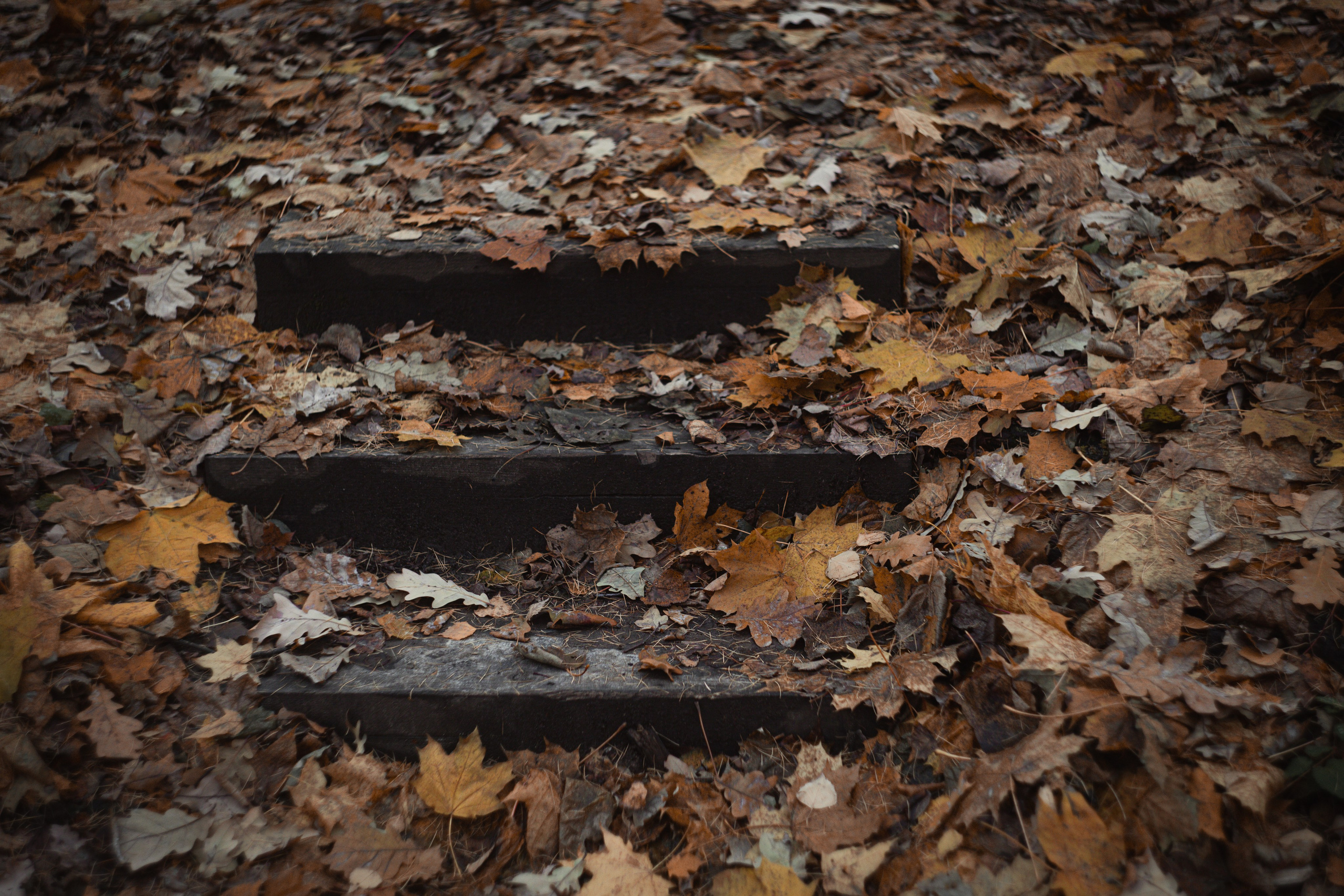 Ноябрь 2023. Efremovaphoto.ru