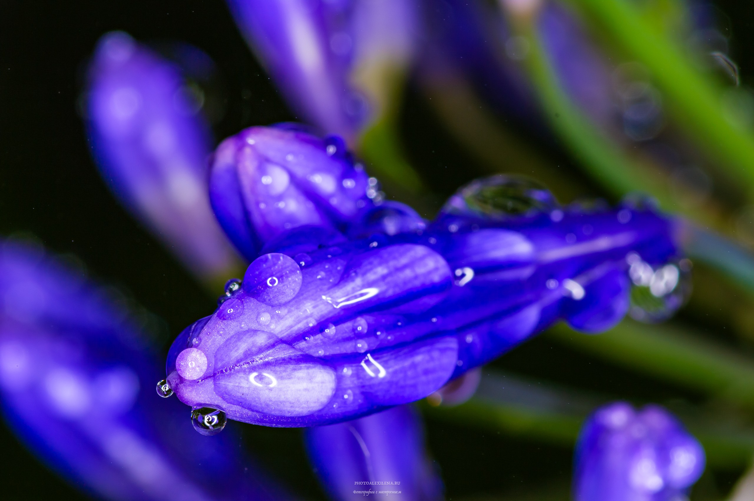Капли, капелюшки. Авторские стильные фотокартины