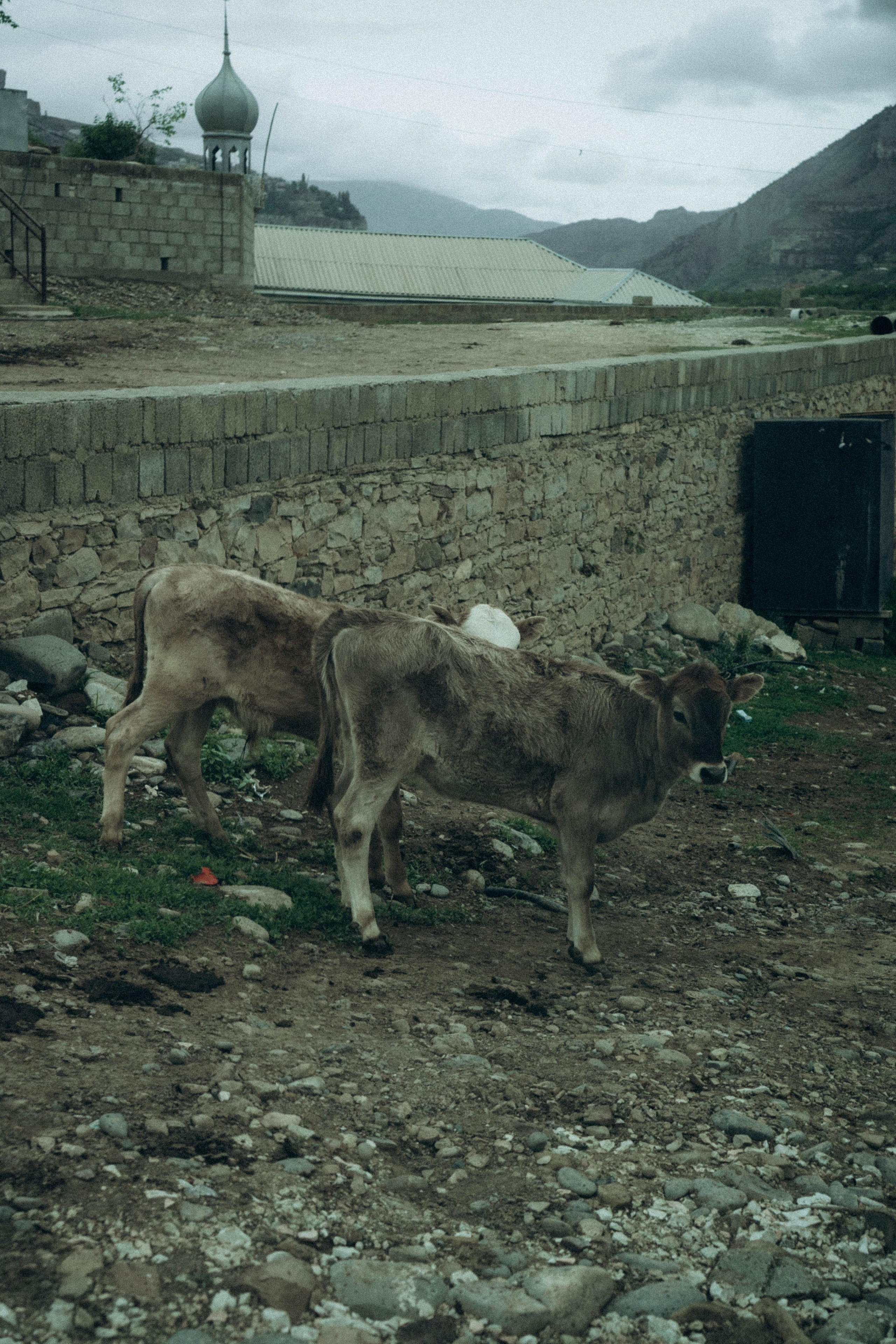 Кавказ. Профессиональный фотограф, Санкт-Петербург — Виктория Богомолова