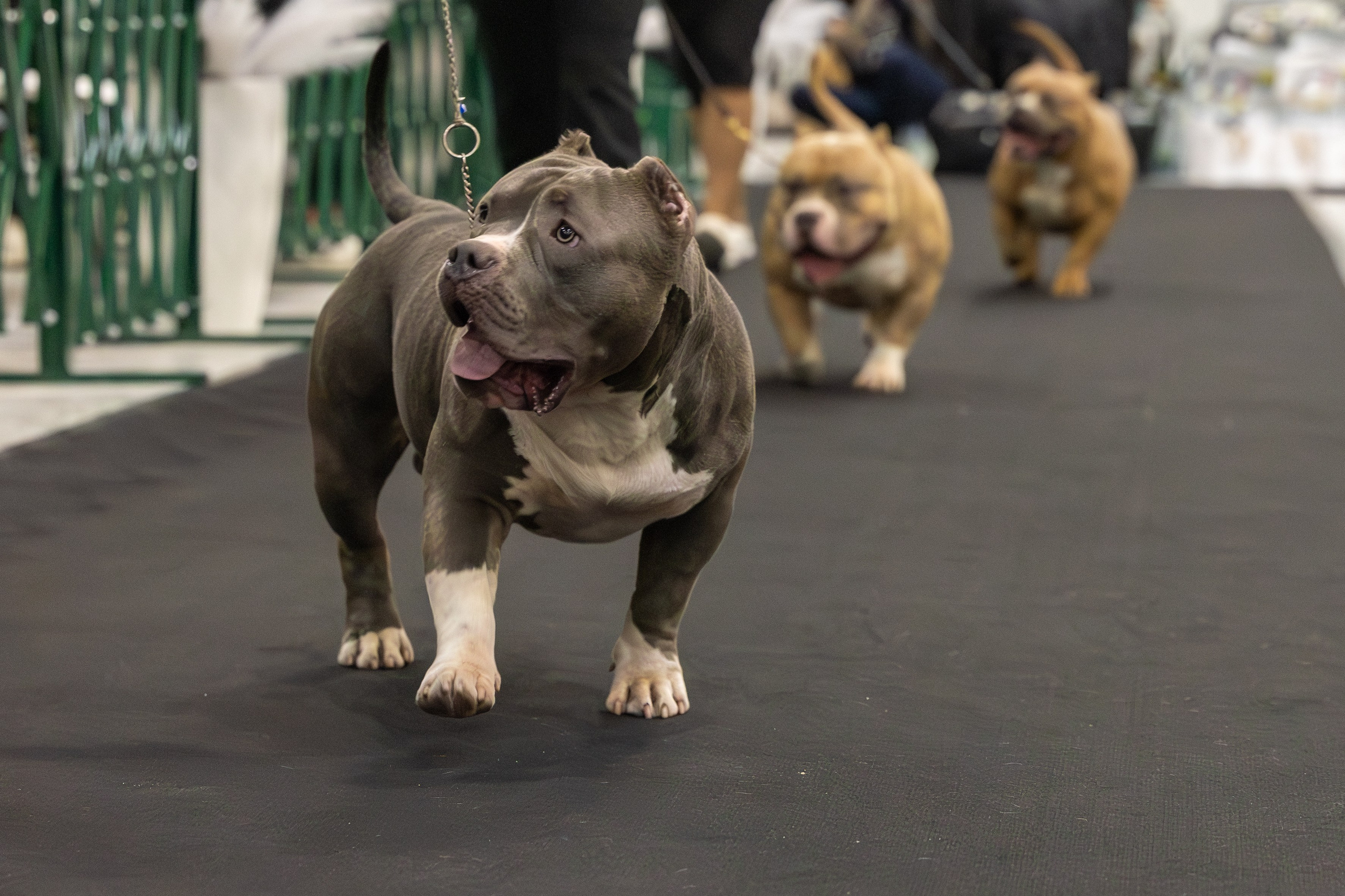 АВКС. Виктория Михайловская. Фотограф-анималист. Москва