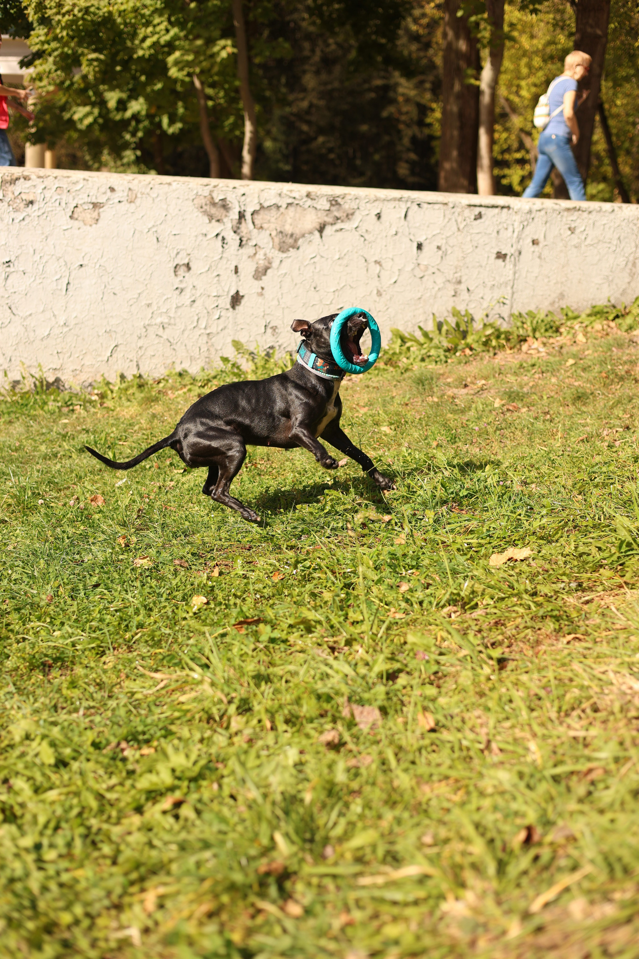 Алена и Бора. Виктория Михайловская. Фотограф-анималист. Москва