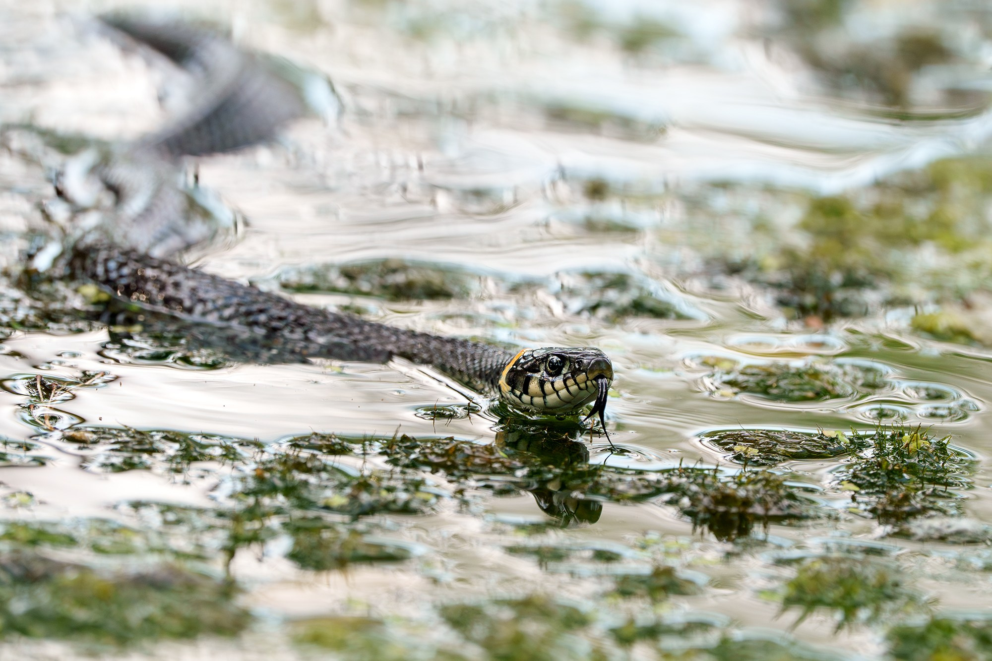 Животные. Ваш личный фотограф Марина Волкова