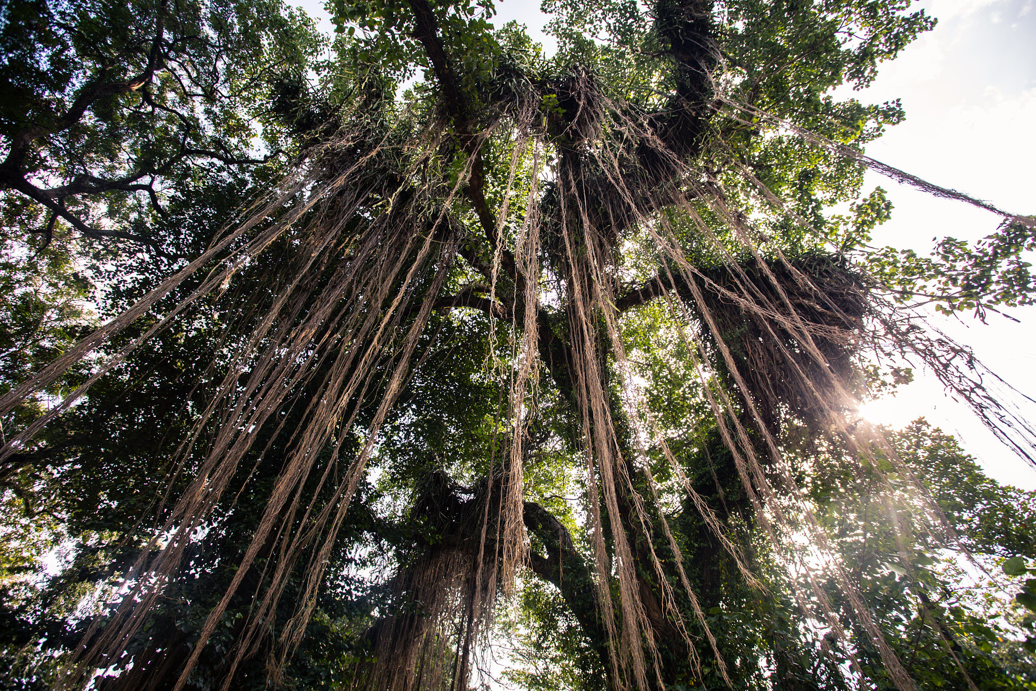 Colombo. Photographer Sonkina Tatiana (Tanya Ash)