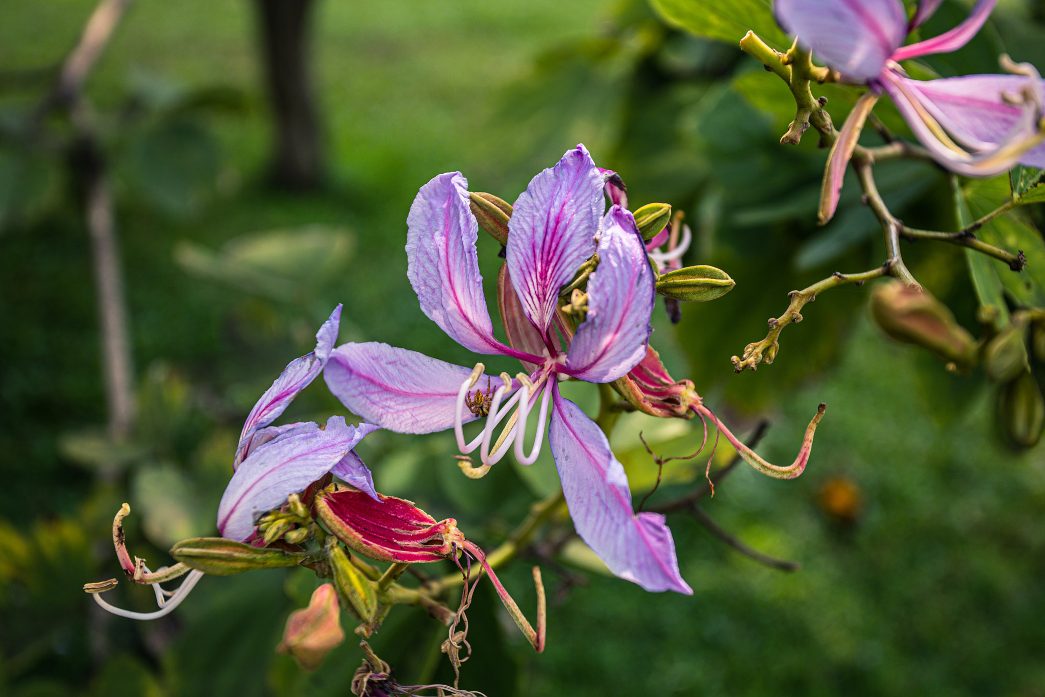 Colombo. Photographer Sonkina Tatiana (Tanya Ash)