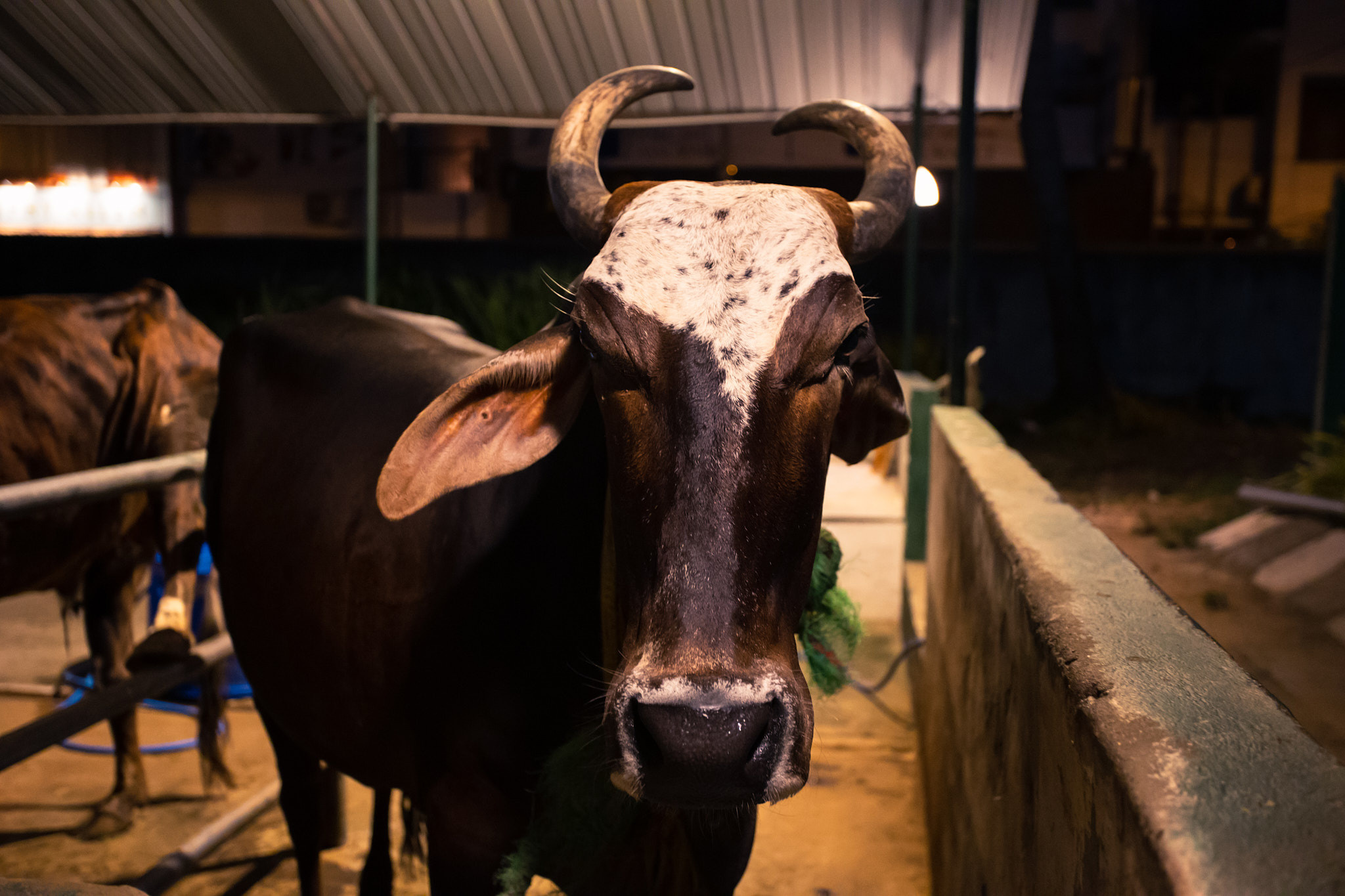 Colombo. Photographer Sonkina Tatiana (Tanya Ash)