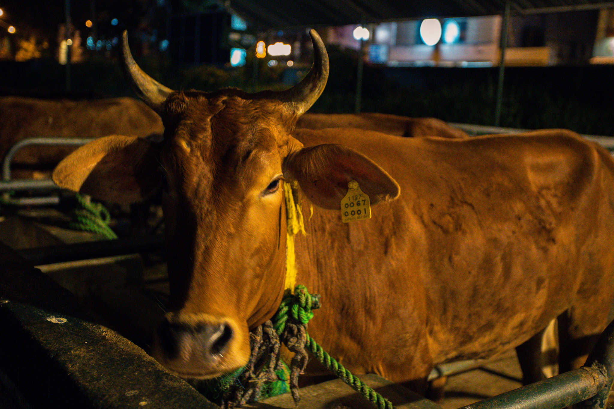 Colombo. Photographer Sonkina Tatiana (Tanya Ash)
