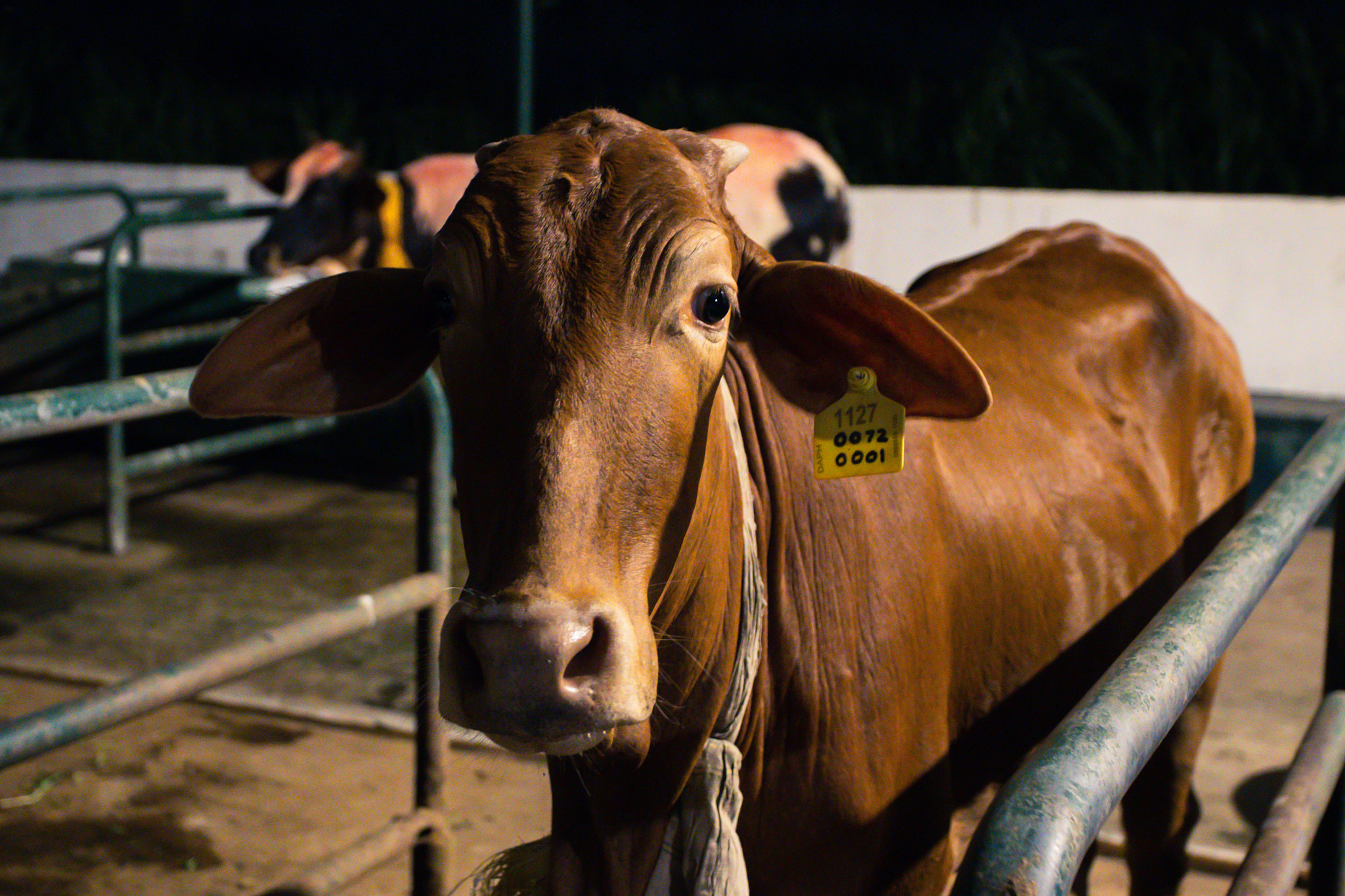 Colombo. Photographer Sonkina Tatiana (Tanya Ash)