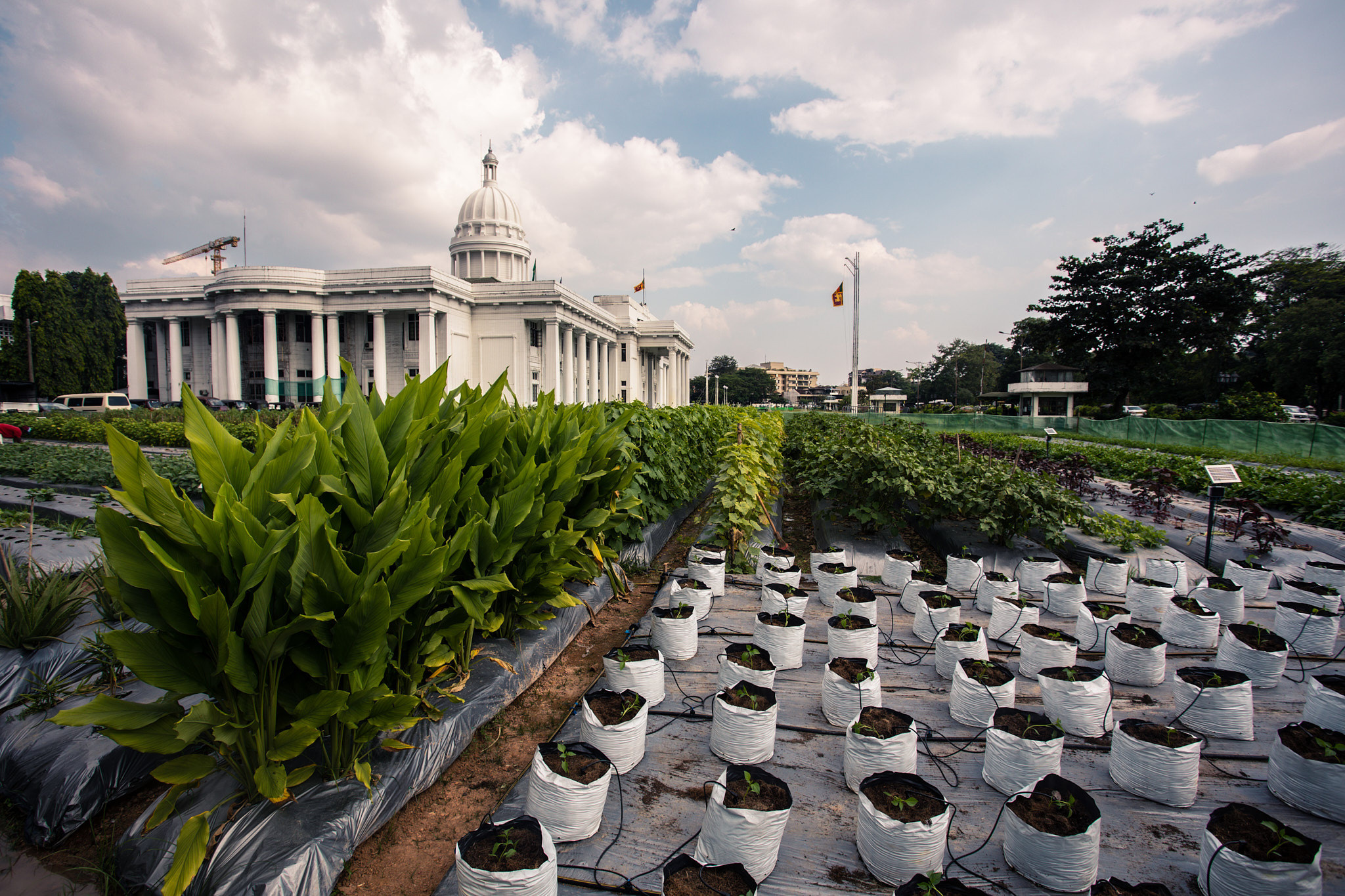 Colombo. Photographer Sonkina Tatiana (Tanya Ash)
