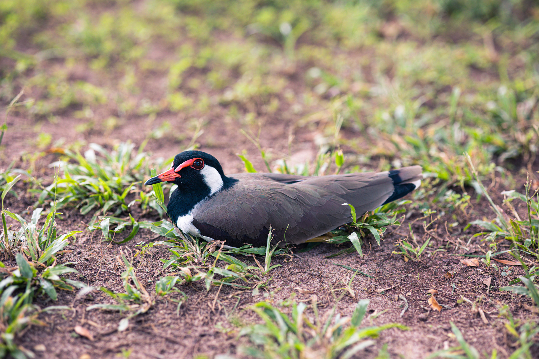 Colombo. Photographer Sonkina Tatiana (Tanya Ash)