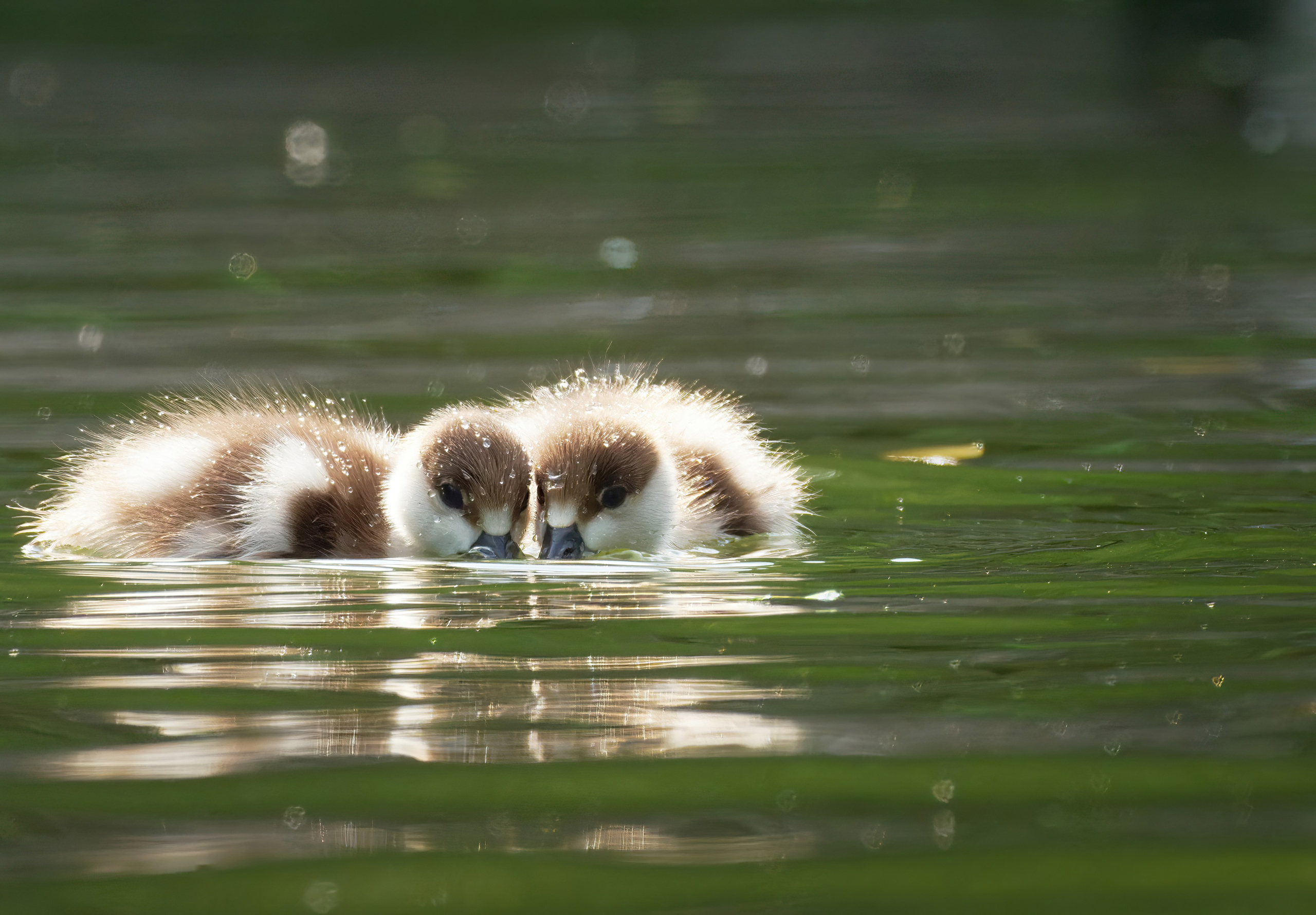 Птицы и животные. Oles Paritskiy