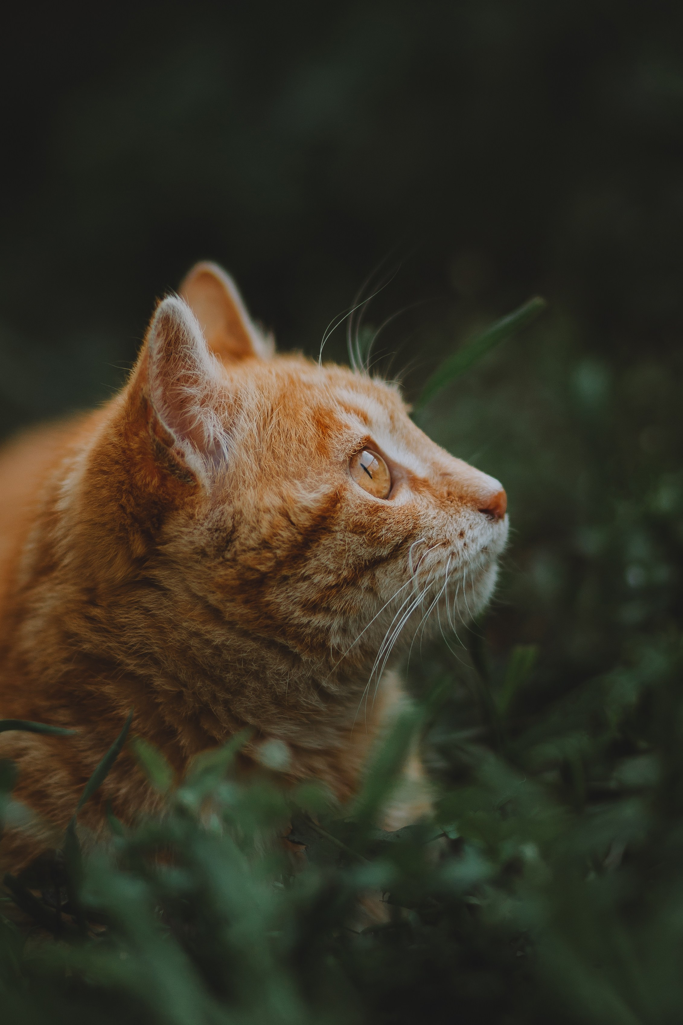 Как я выбираю, на какой объектив снимать животных?