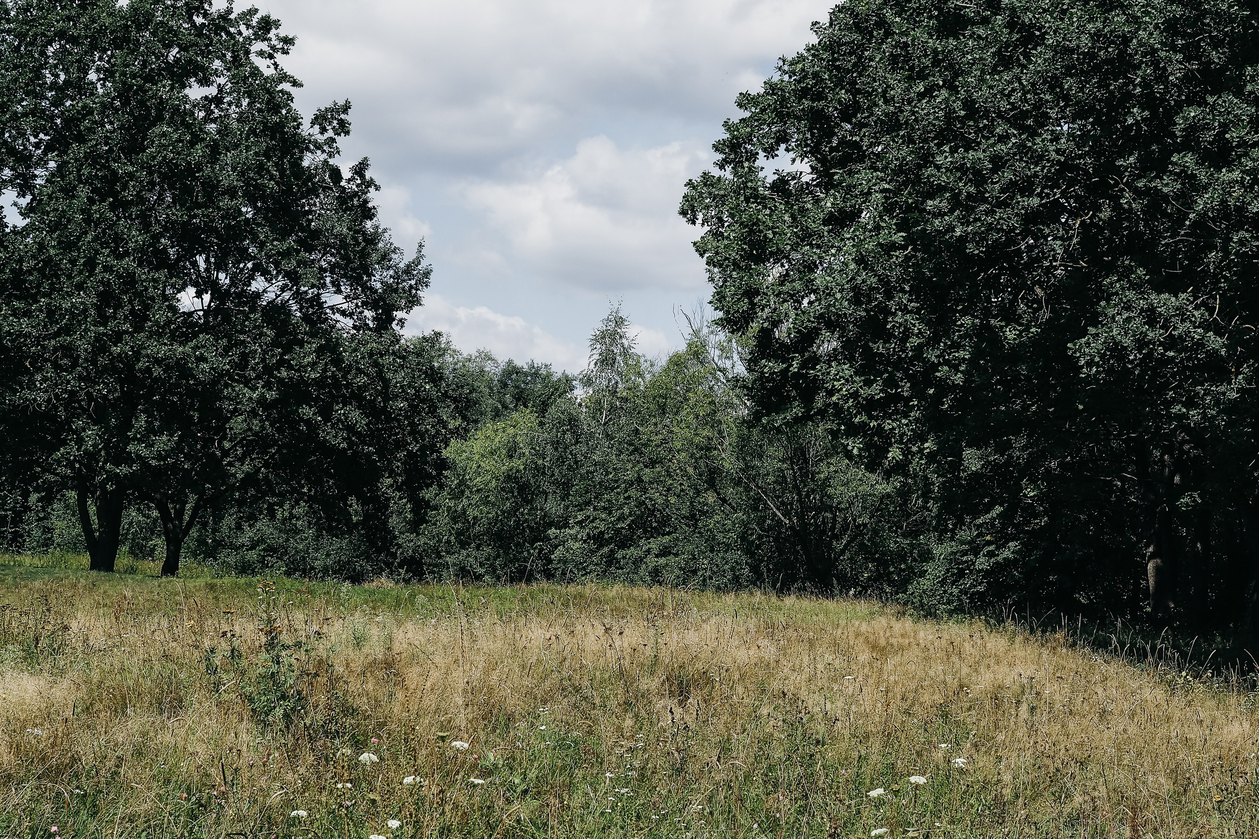 Роща на Мининской улице. Фотограф Павлова Светлана / Брянск /