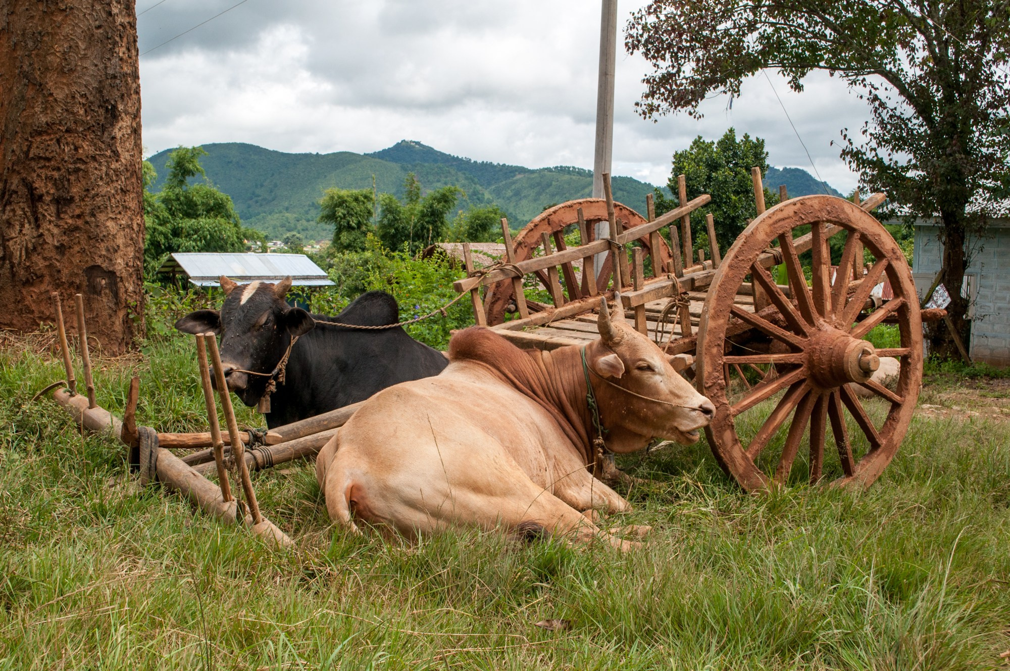 Kalaw | Myanmar. Shanti Alex Art