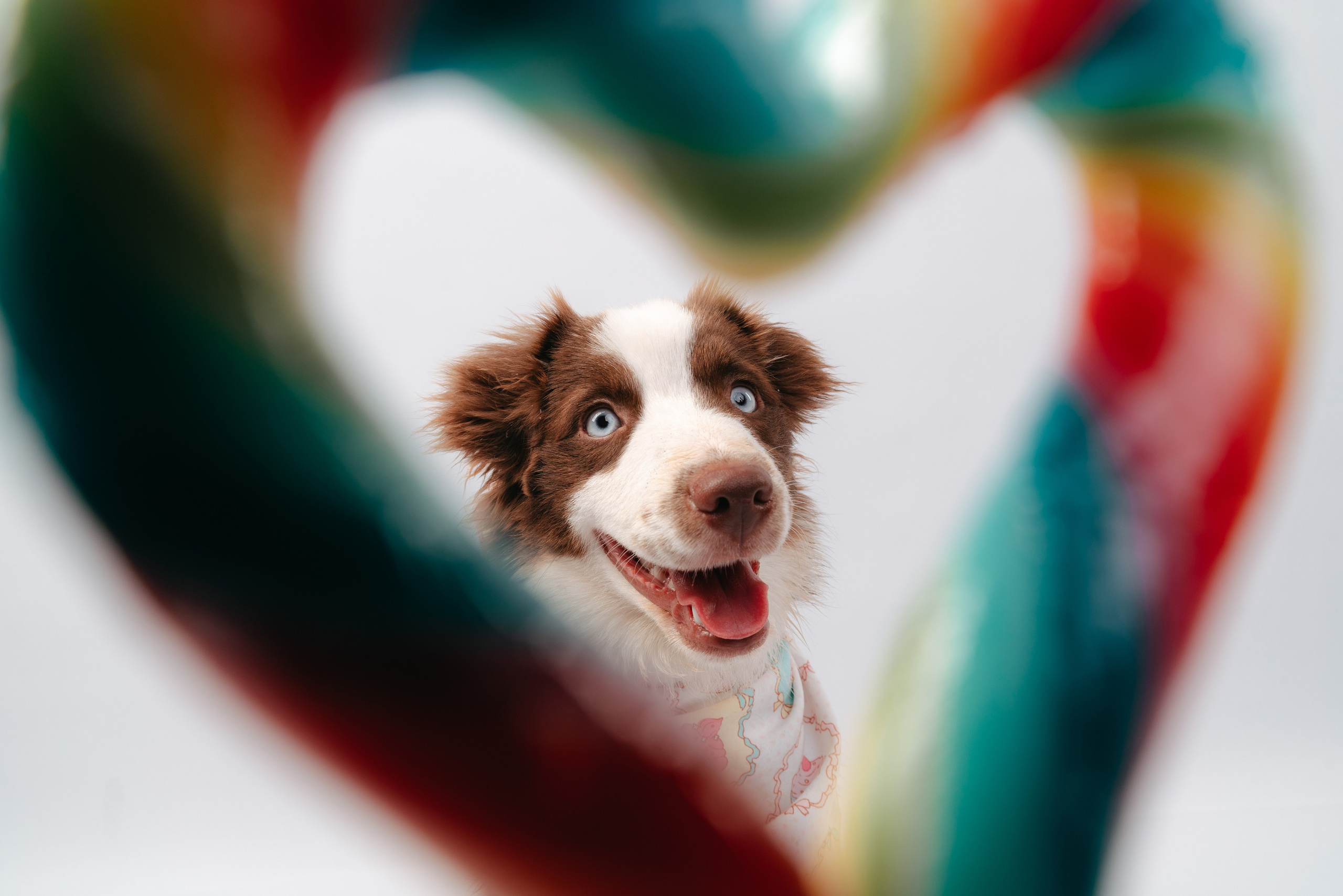 Миниаусси Дайс. Фотограф анималист Осипчикова Мария