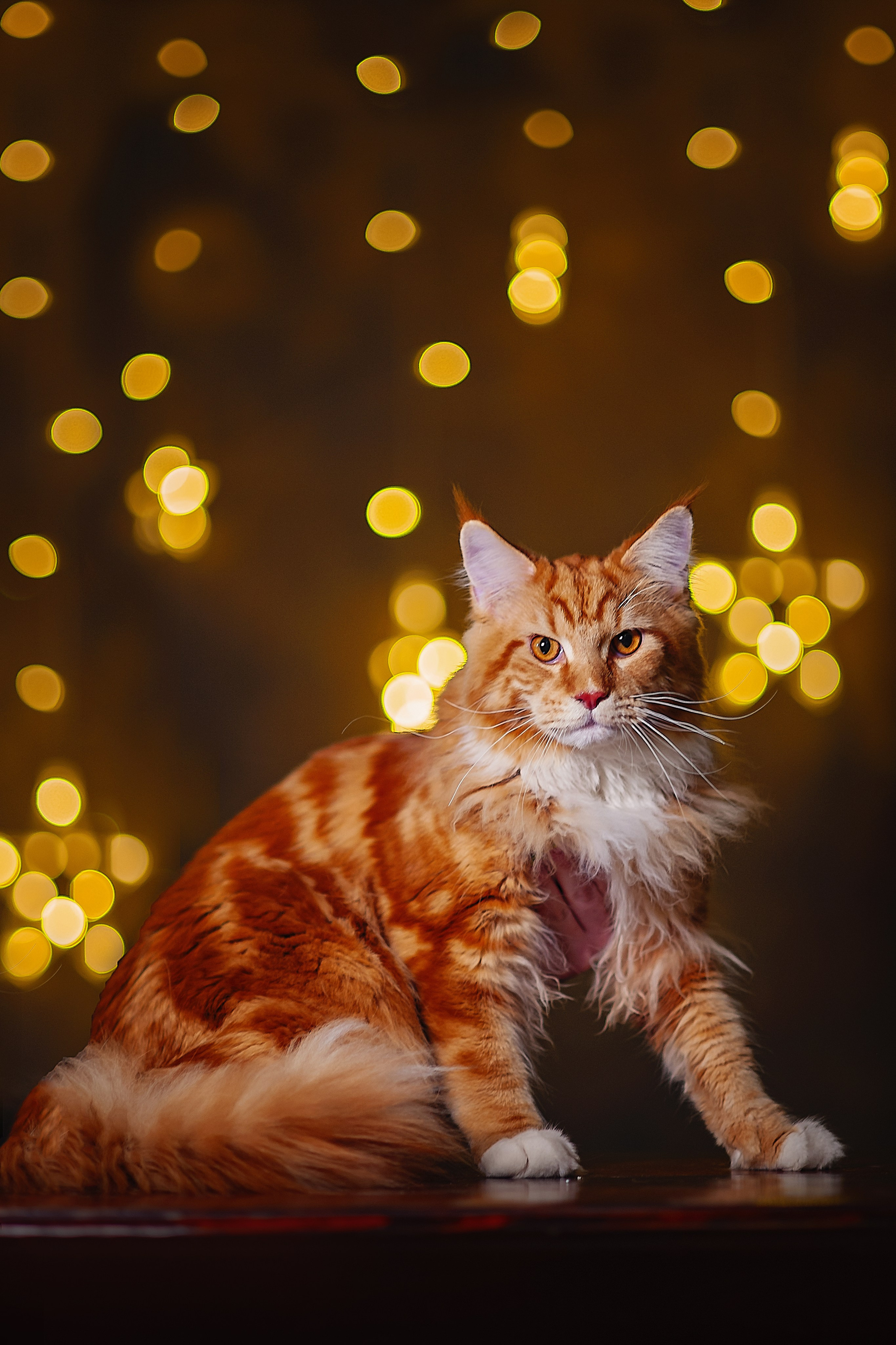 Фотосессия животных в Ижевских, фотограф животных. Детский, семейный фотограф в Ижевске и Москве Аксинья Лысенкова ADEN