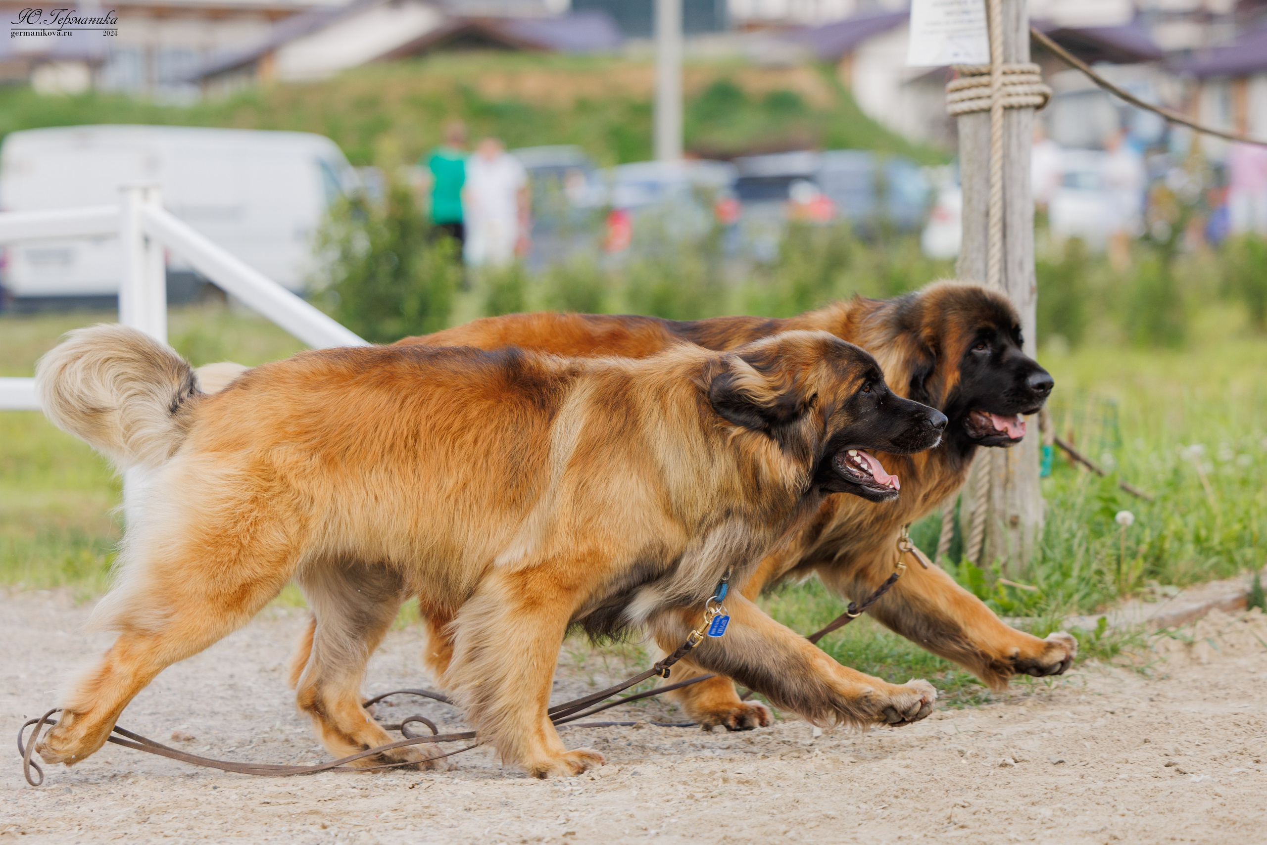 РОССИЯ 8-9.06.2024. Фотограф-анималист Юлия Германика