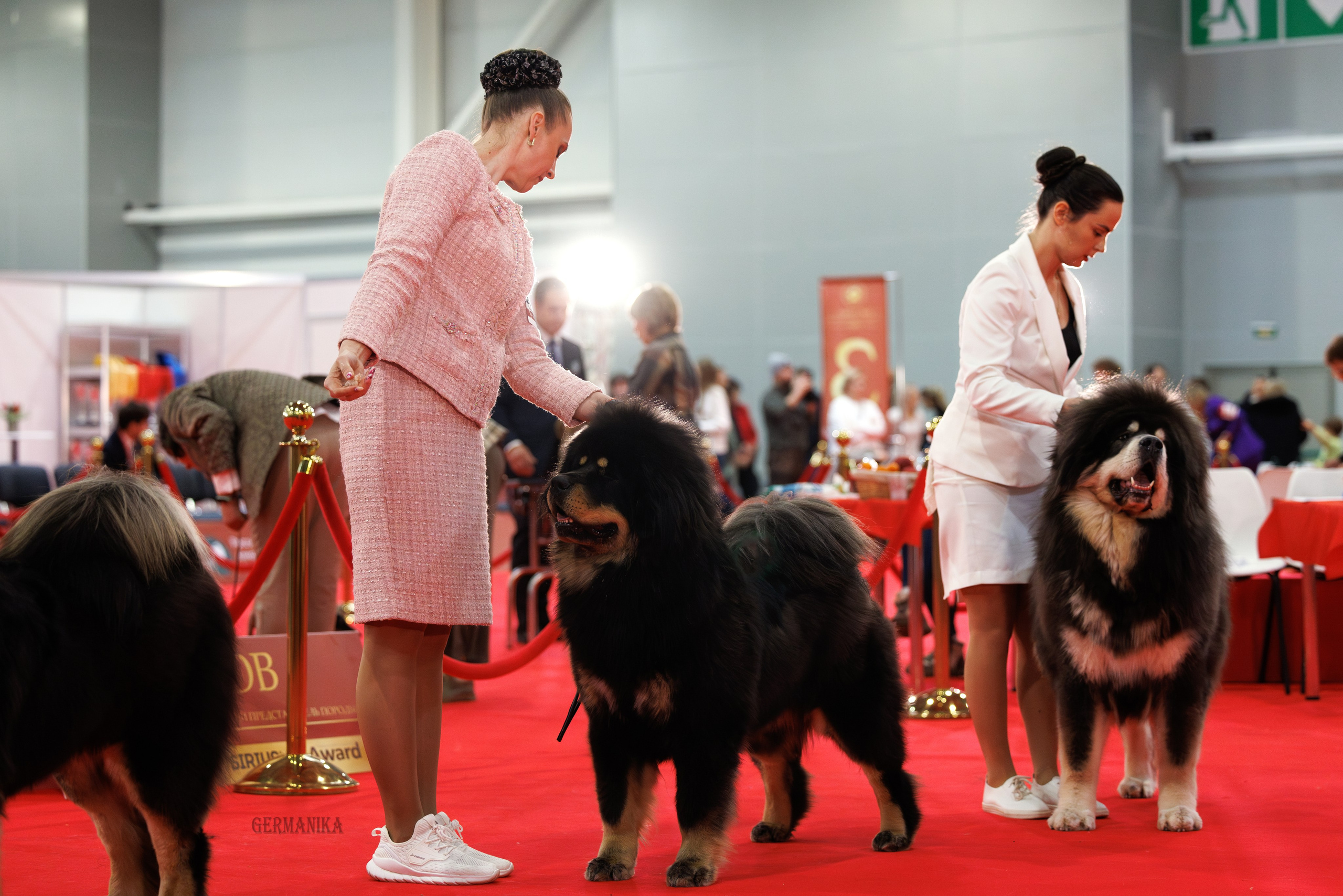 Лучшие Собаки России 17-18.02.2024. Фотограф-анималист Юлия Германика