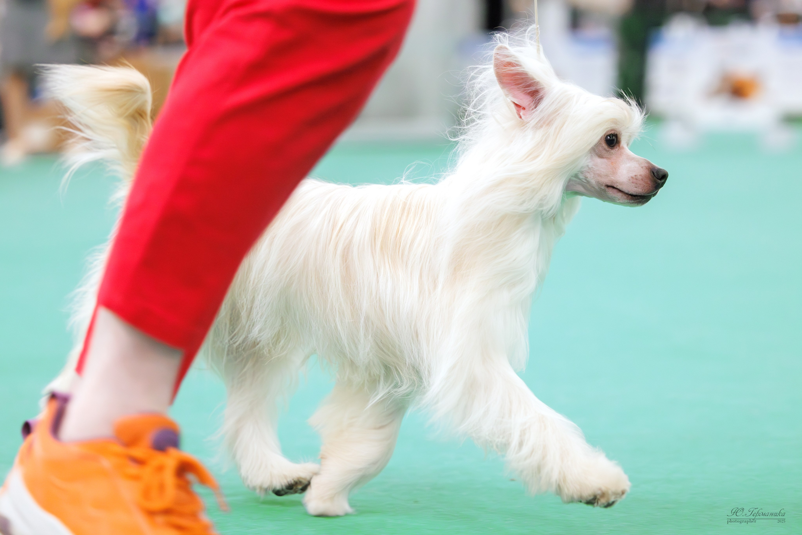 Гран-При 8.02.2025 и Крокус 09.02.2025. Фотограф-анималист Юлия Германика