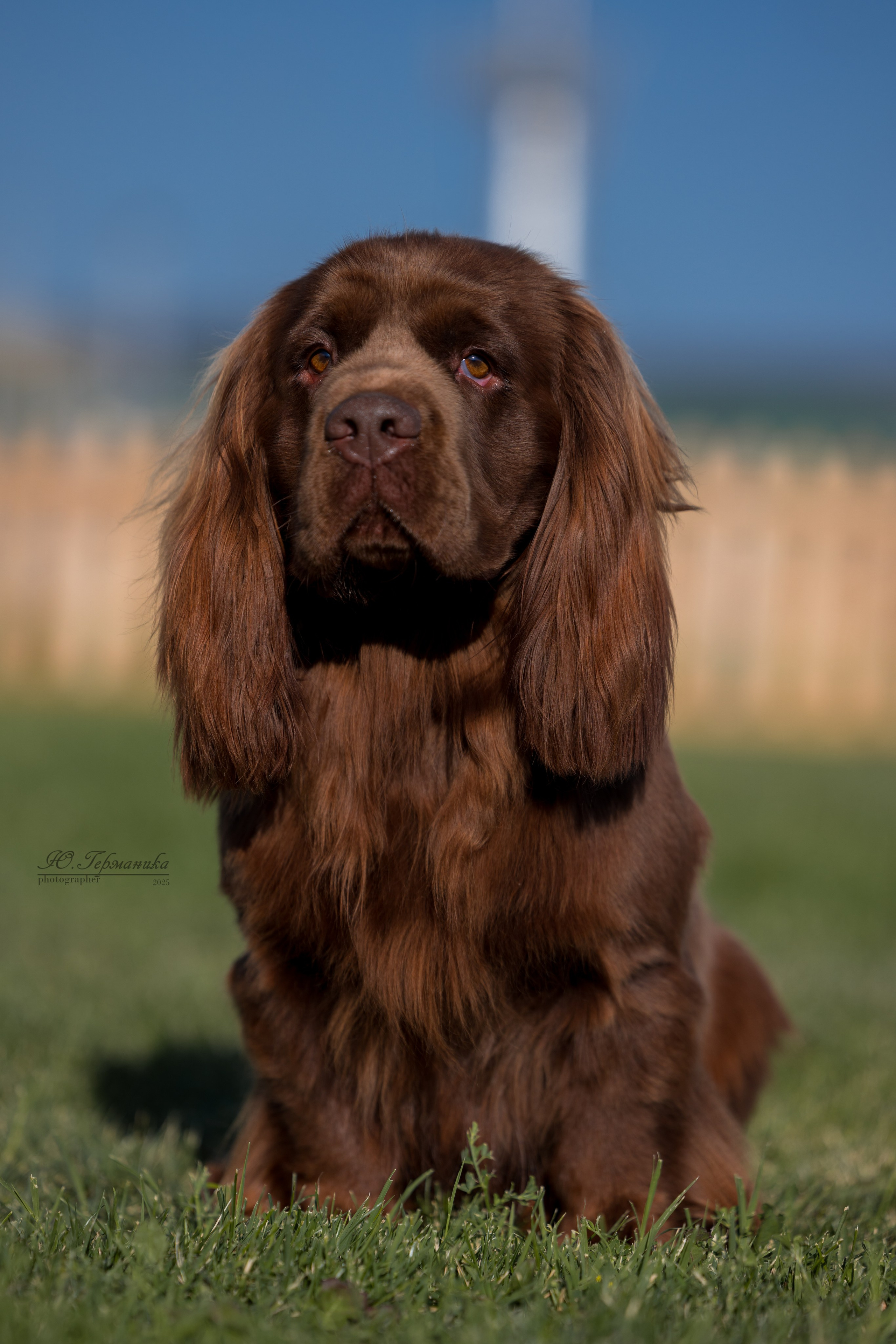 Ереван 3хCACIB 23-25.06.2025. Фотограф-анималист Юлия Германика