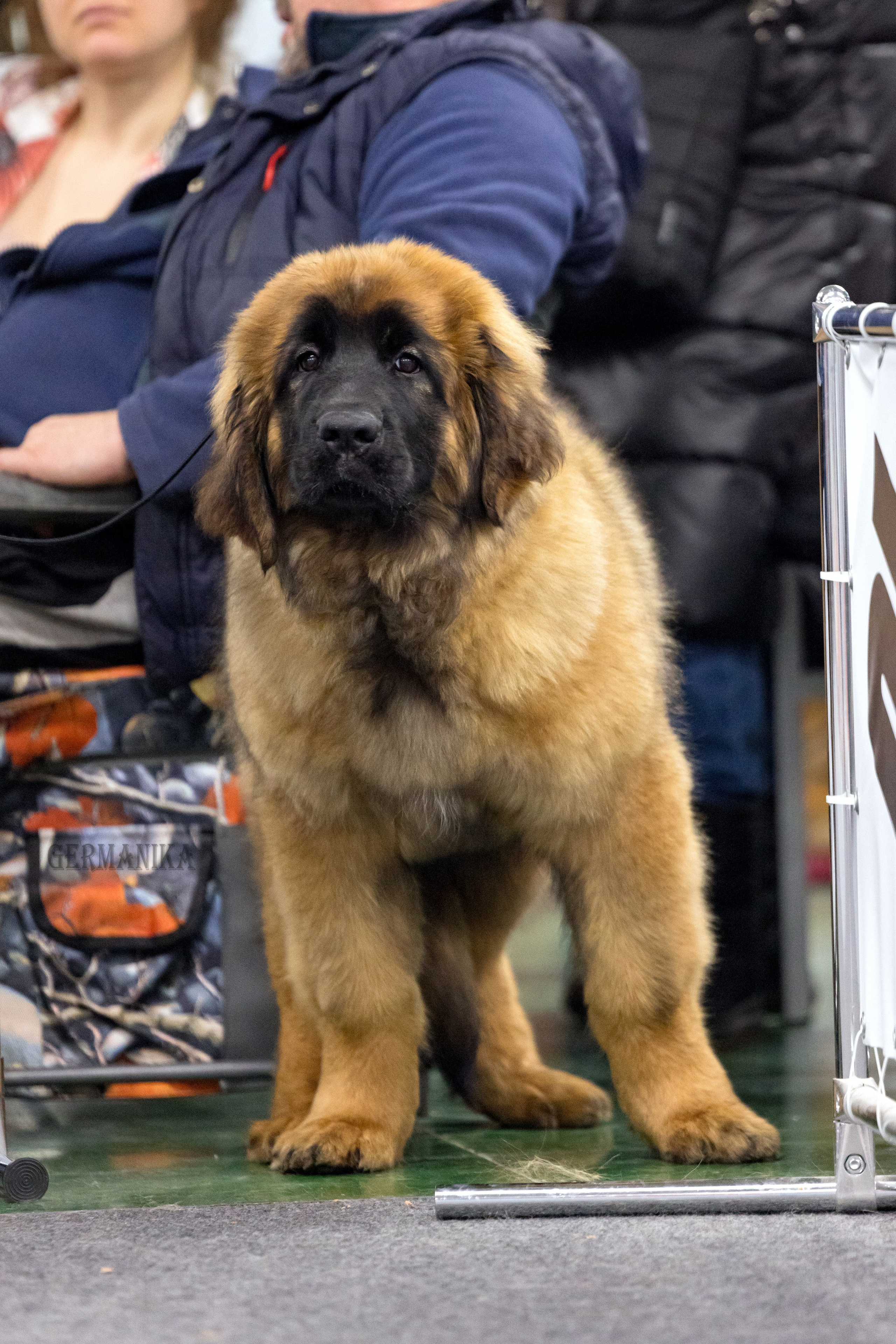 Сфера 28.01. и 4.02.2024. Фотограф-анималист Юлия Германика