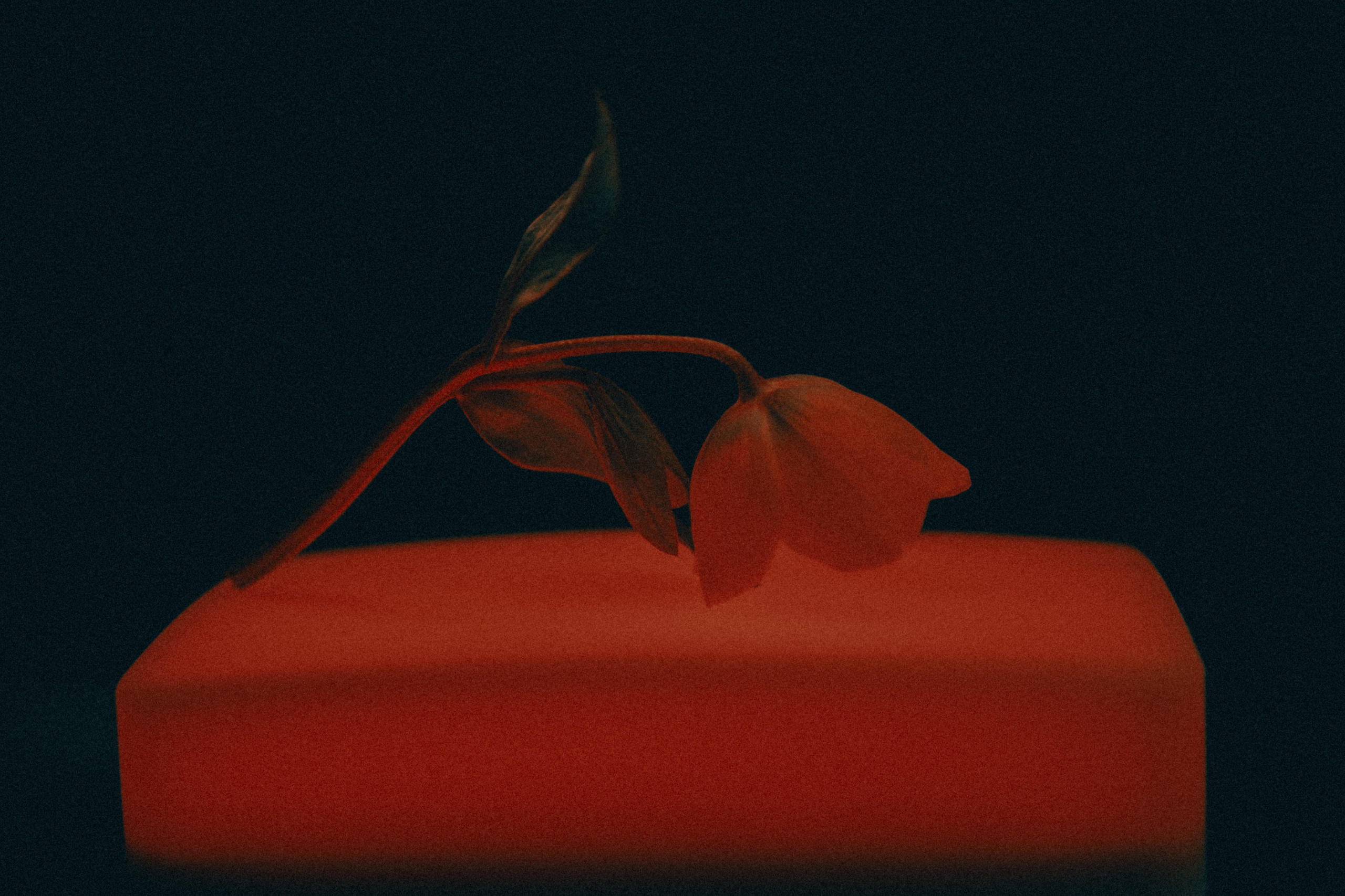 Flower. Фотограф Санкт-Петербург Макарова Дарья