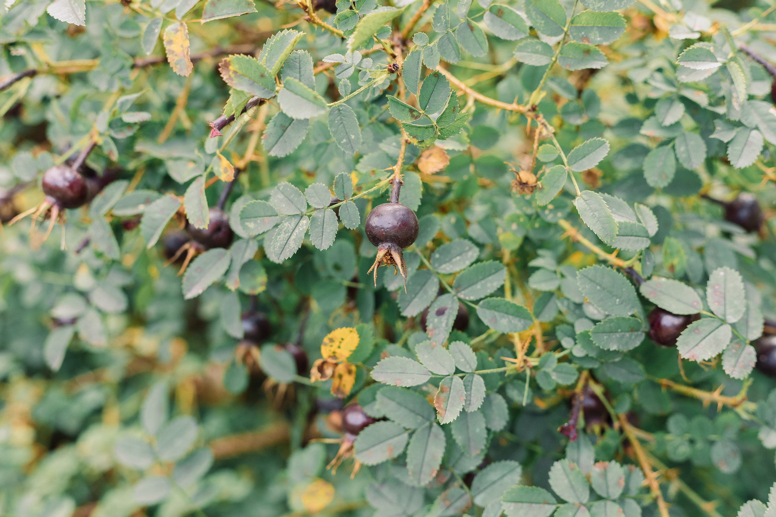 Свадебная Фотосессия парк куракина дача спб. Фотограф в Санкт-Петербурге, Анна Скворцова