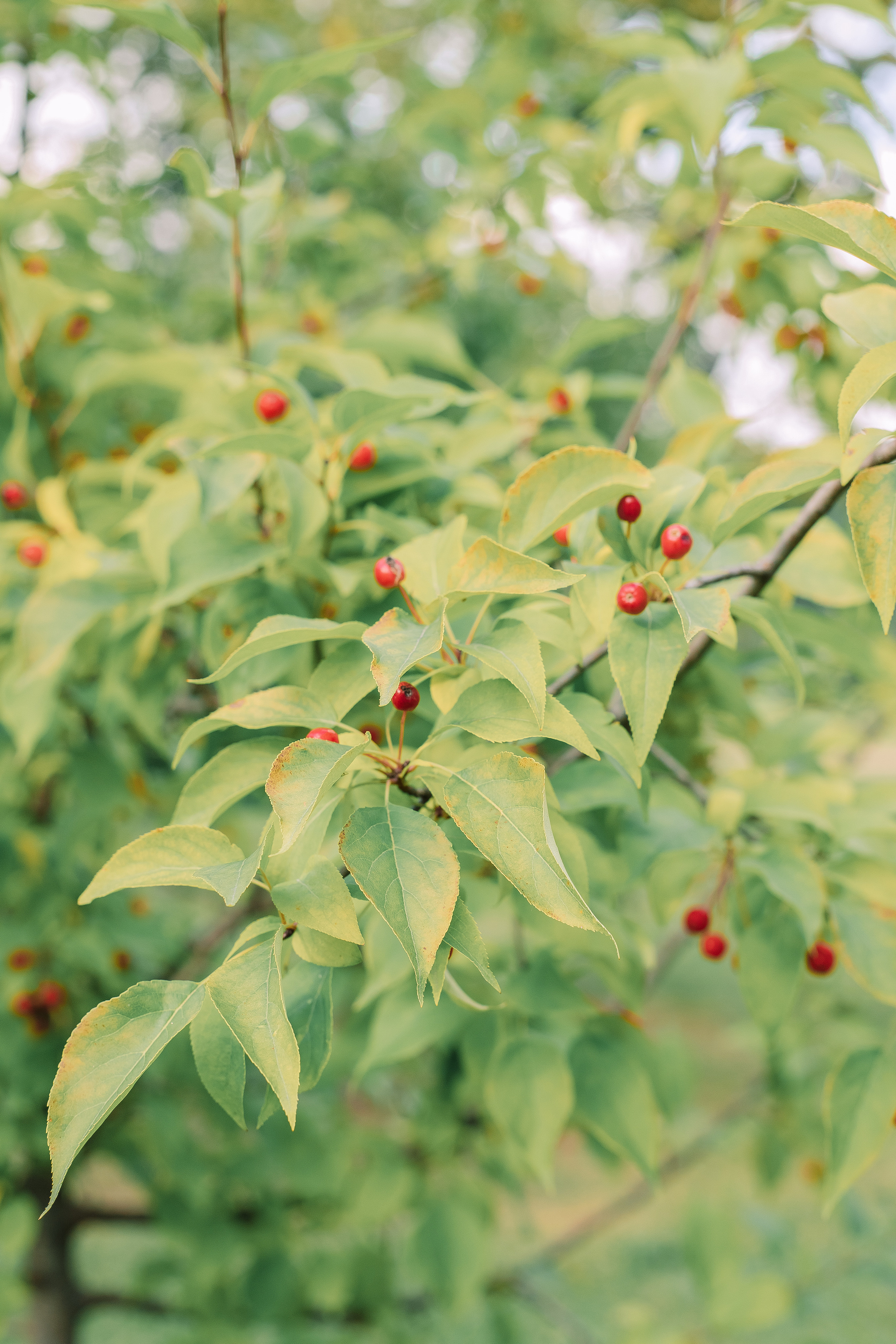 Свадебная Фотосессия парк куракина дача спб. Фотограф в Санкт-Петербурге, Анна Скворцова