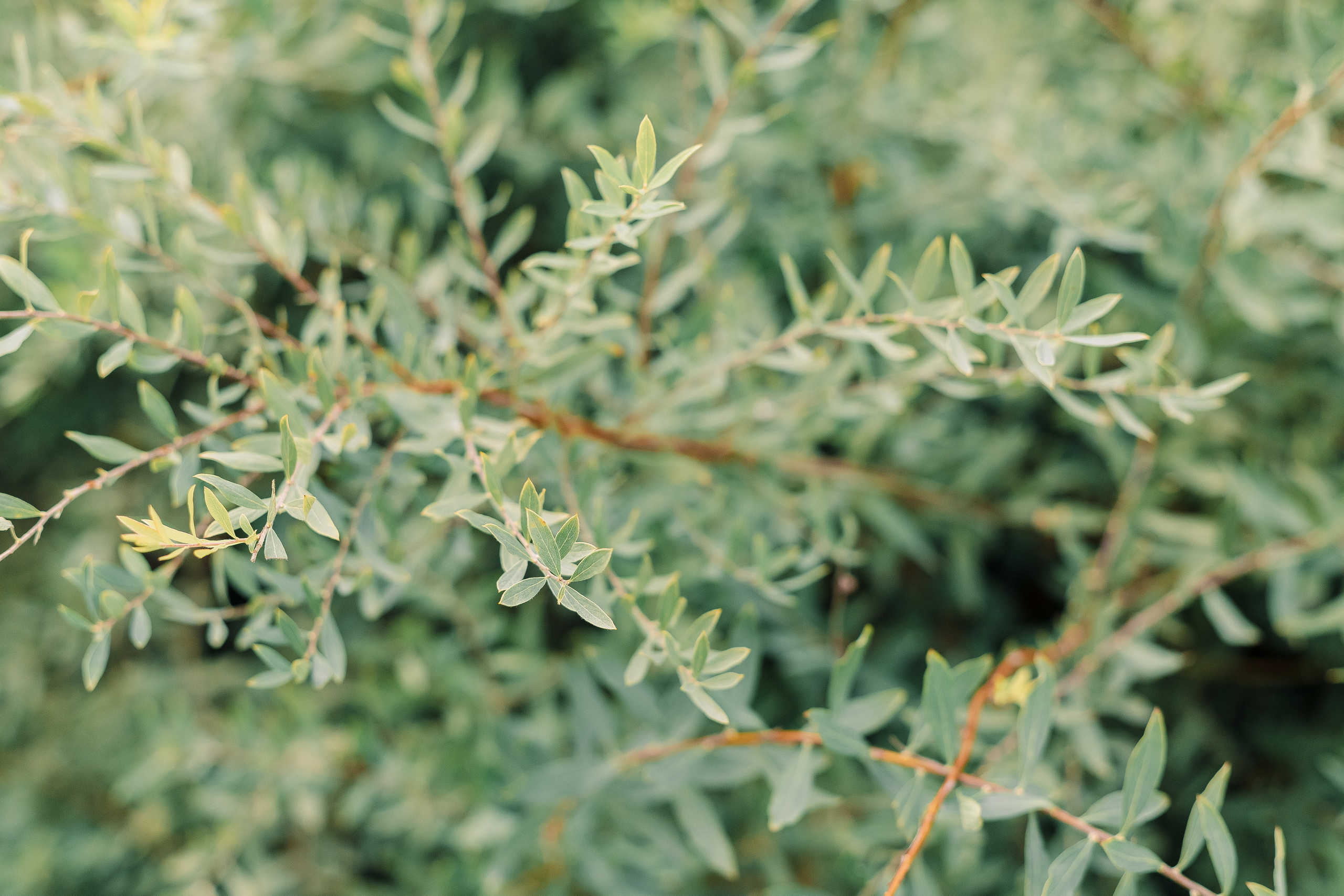 Свадебная Фотосессия парк куракина дача спб. Фотограф в Санкт-Петербурге, Анна Скворцова