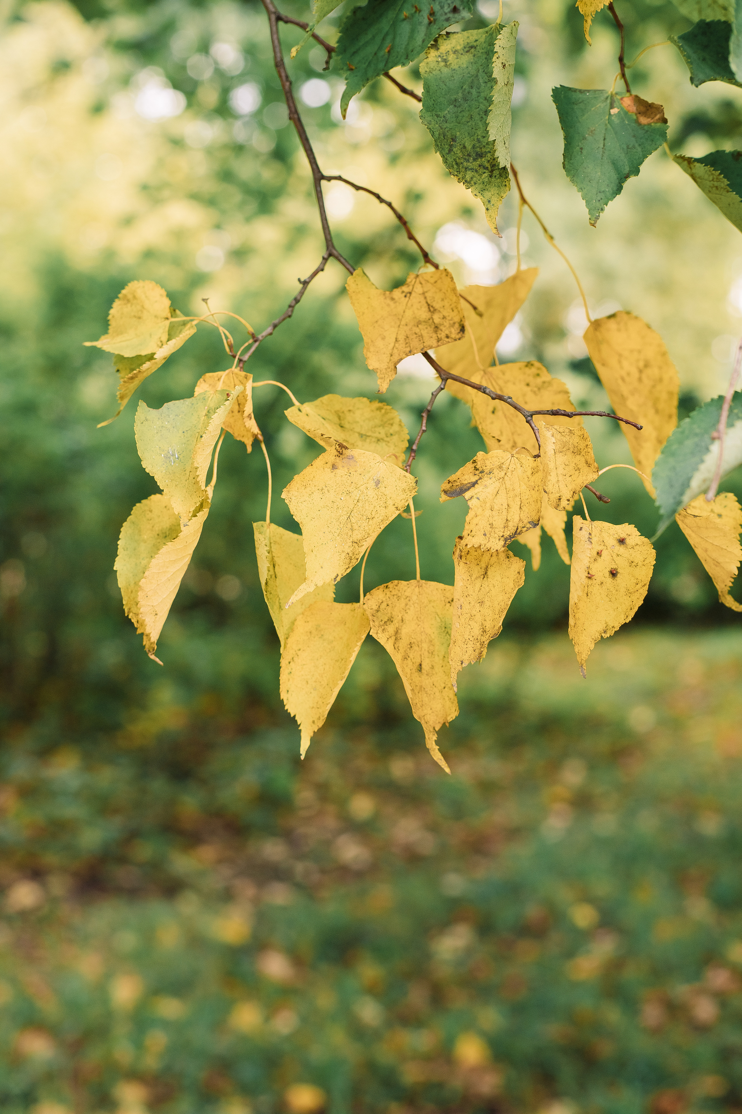 Парк Куракина дача. Фотограф в Санкт-Петербурге, Анна Скворцова