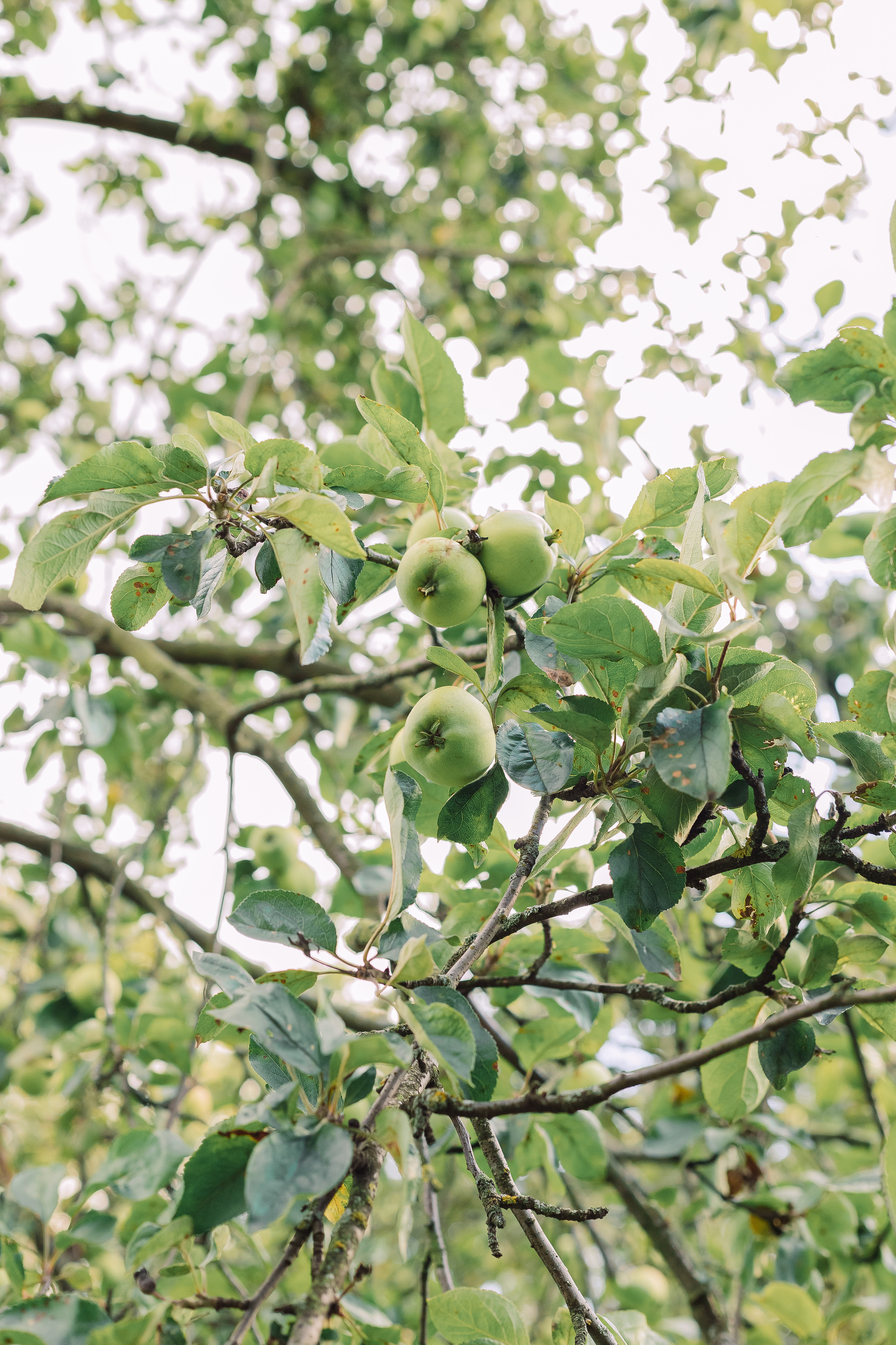 Свадебная Фотосессия парк куракина дача спб. Фотограф в Санкт-Петербурге, Анна Скворцова