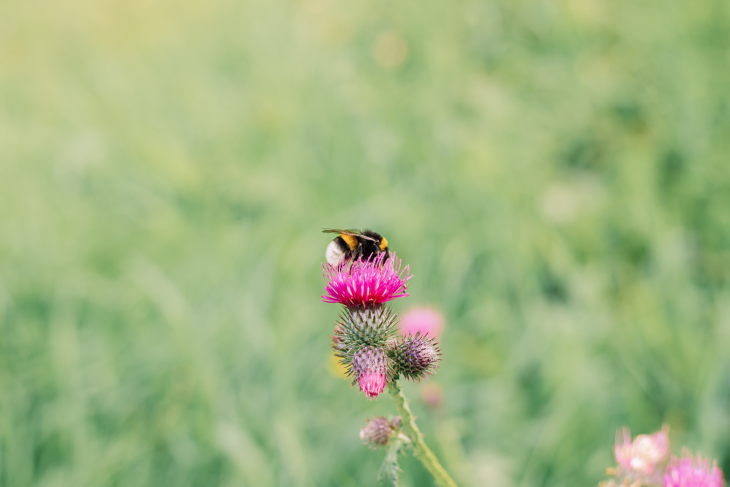 Свадебная Фотосессия парк куракина дача спб. Фотограф в Санкт-Петербурге, Анна Скворцова
