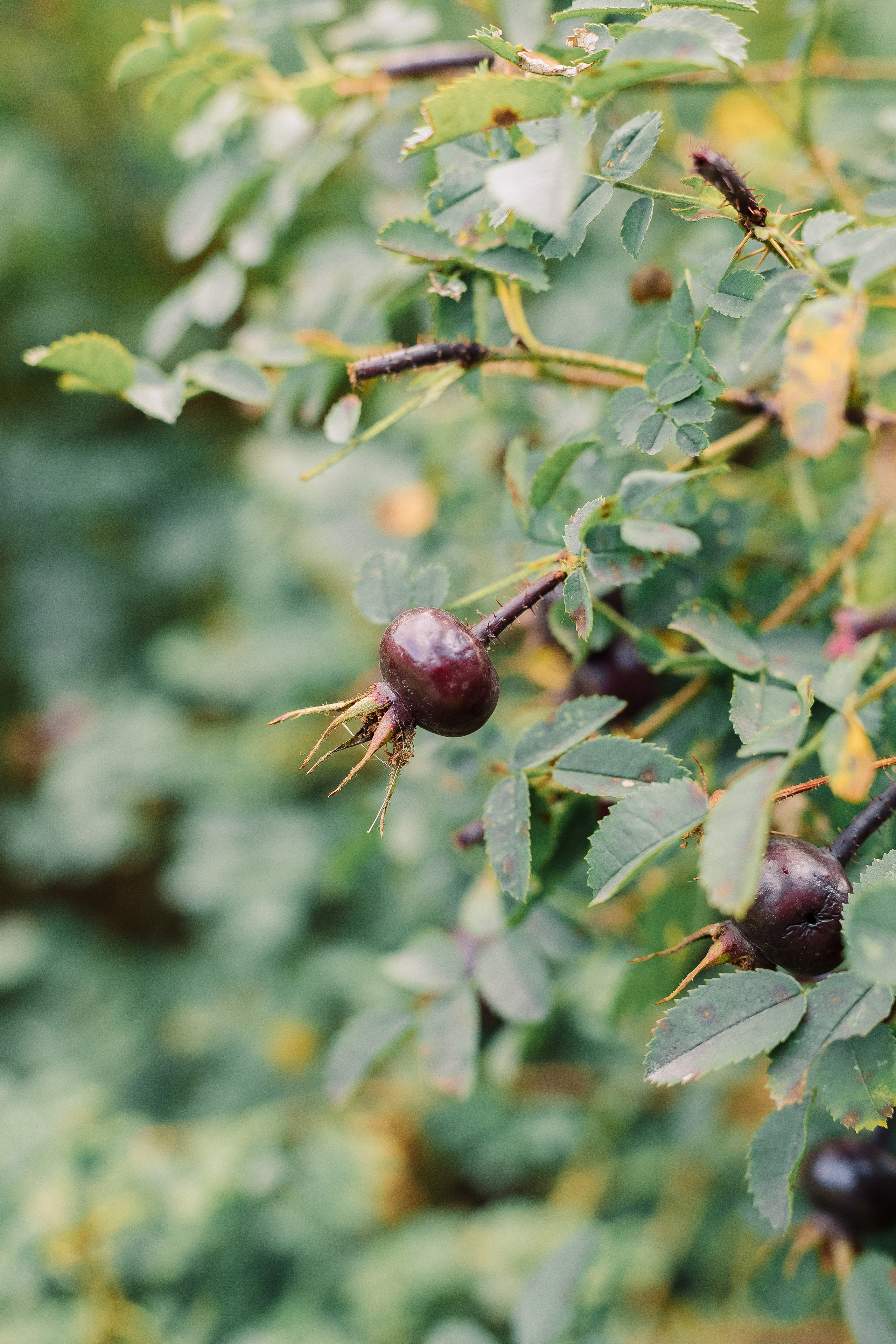 Свадебная Фотосессия парк куракина дача спб. Фотограф в Санкт-Петербурге, Анна Скворцова