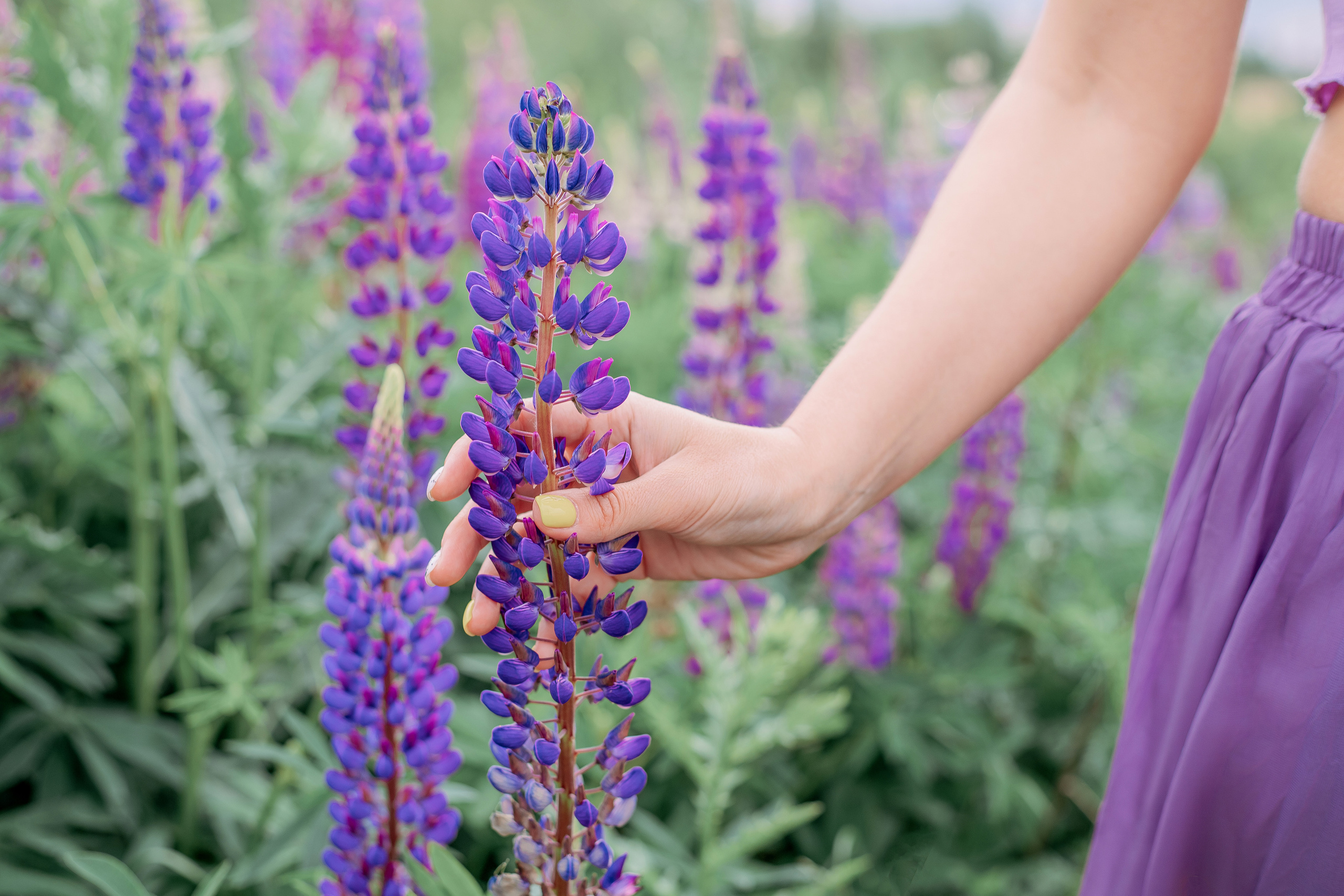 Фотосессия в люпинах спб. Фотограф в Санкт-Петербурге, Анна Скворцова