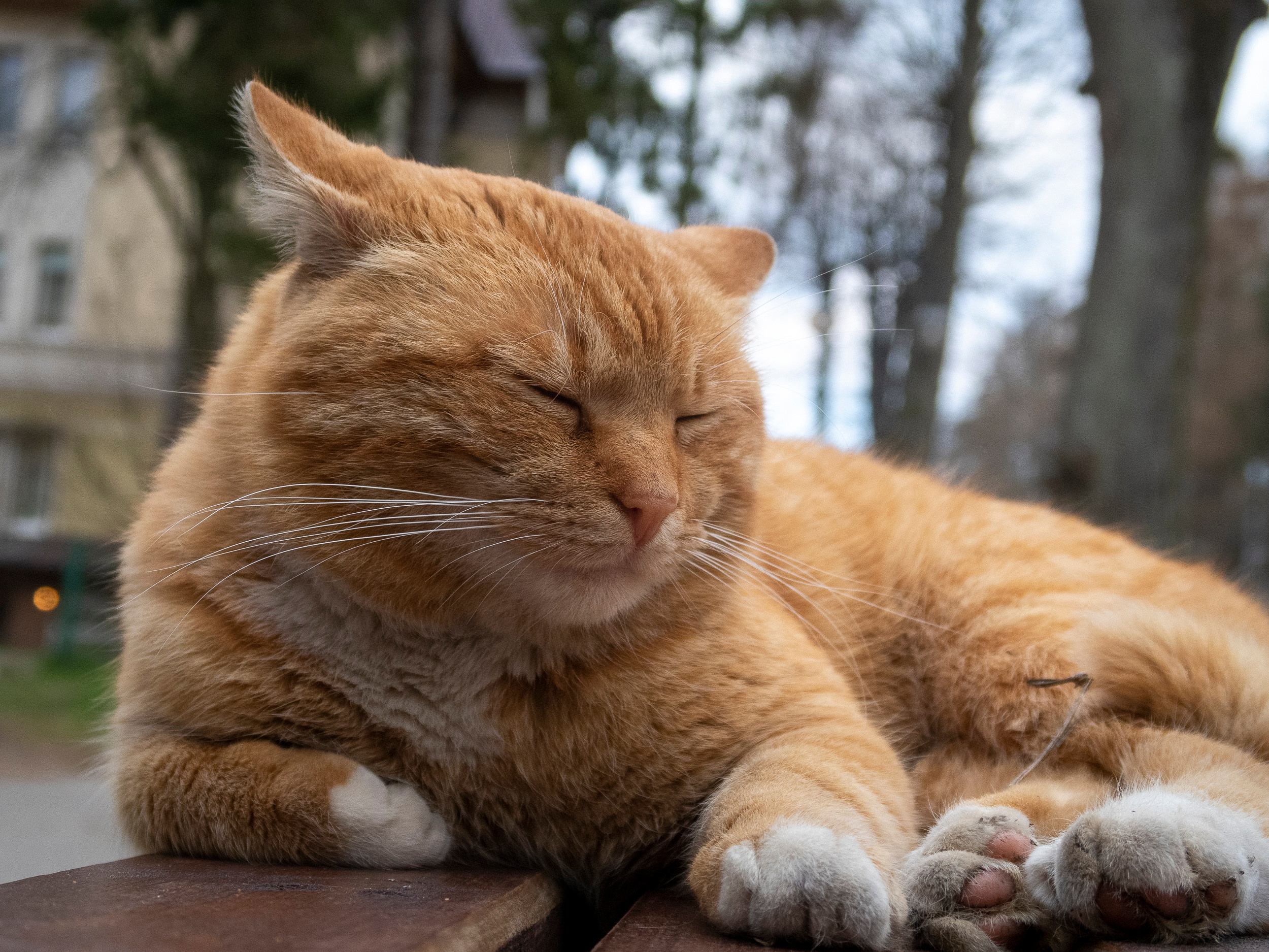 Калиниград. Фото из походов и путешествий клуба скандинавской ходьбы Пойдем Ходить
