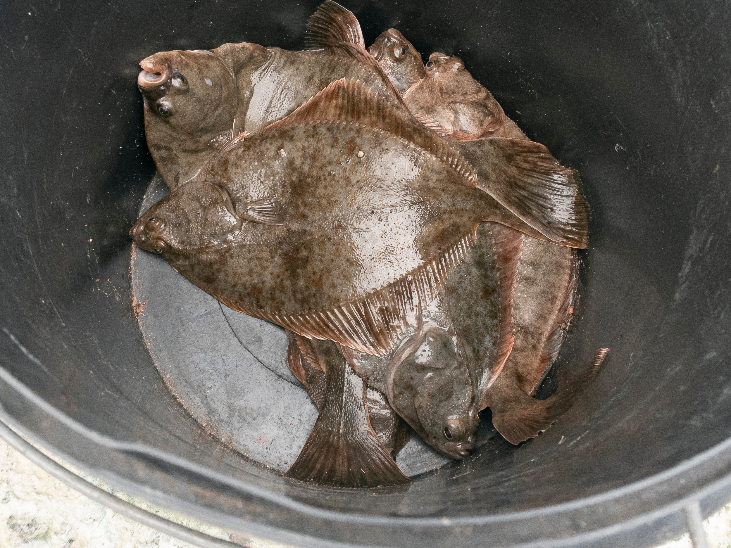 Калиниград. Фото из походов и путешествий клуба скандинавской ходьбы Пойдем Ходить