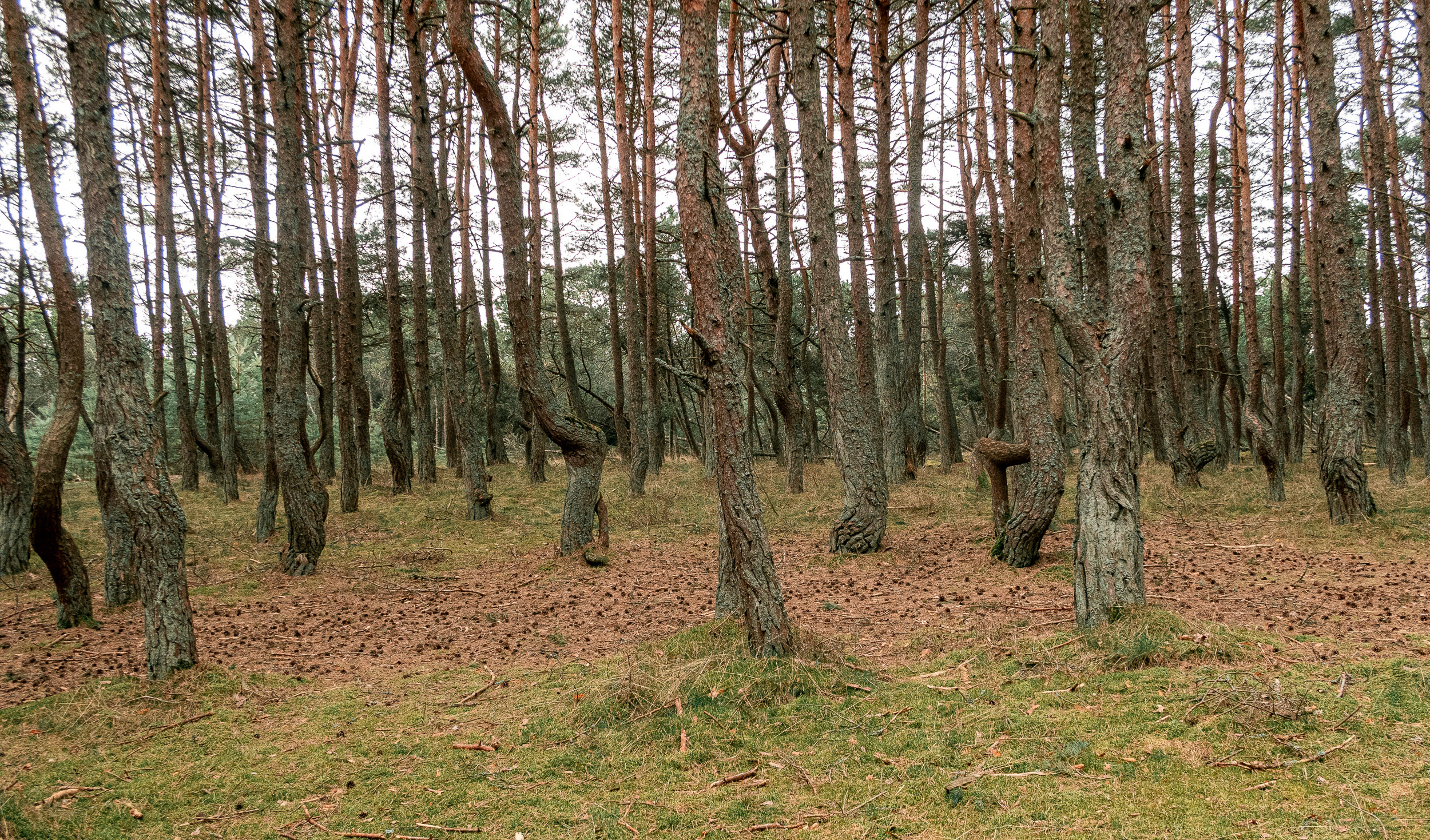 Калиниград. Фото из походов и путешествий клуба скандинавской ходьбы Пойдем Ходить